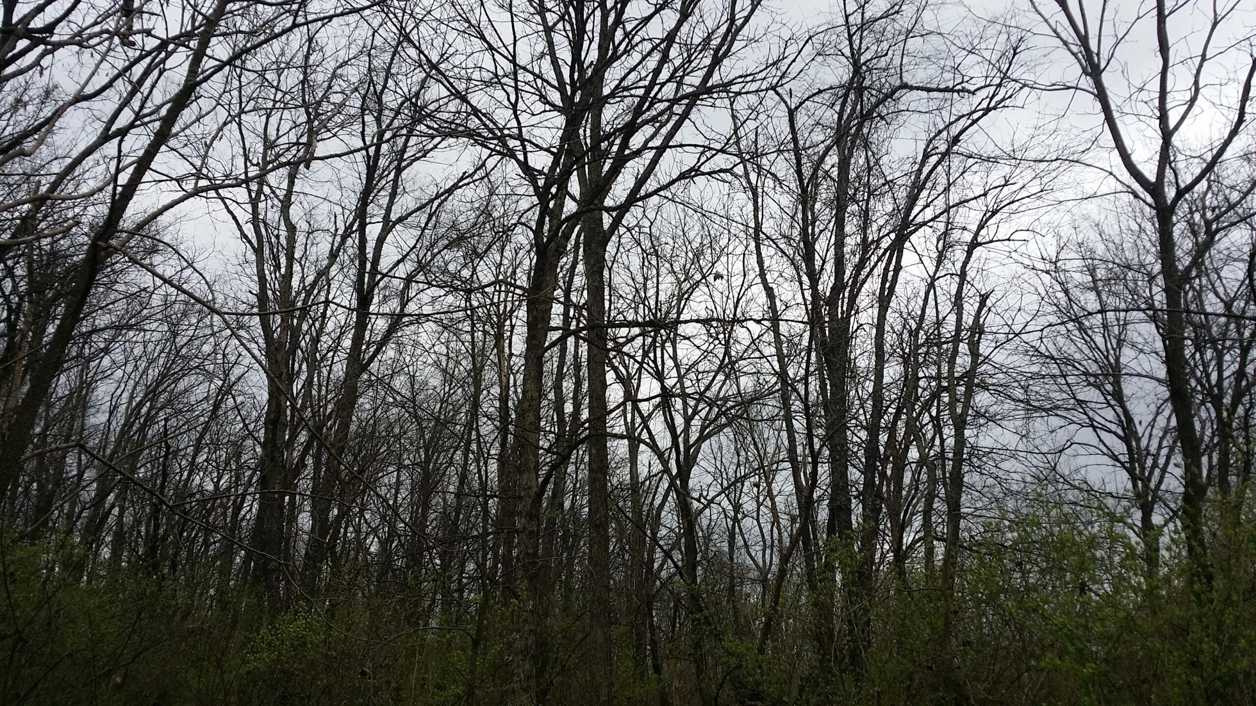 A dense forest with bare trees reaching towards a cloudy sky, surrounded by low green foliage. The scene conveys a sense of early spring or late autumn, highlighting the contrast between the stark branches and the emerging greenery. Veterans Park mountain bike trail.