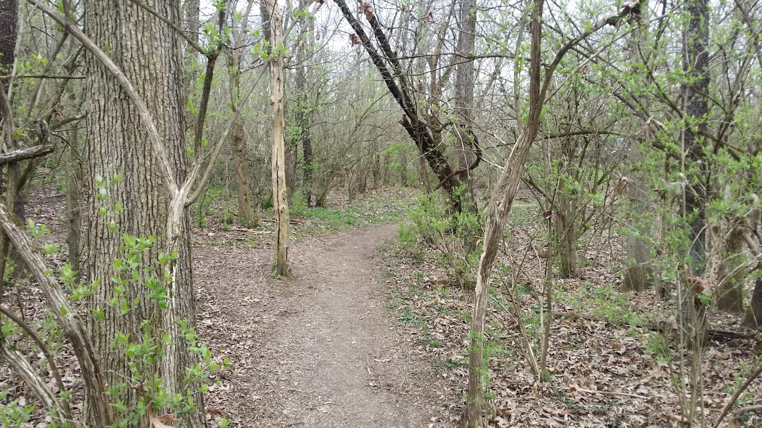 A narrow dirt path winding through a wooded area with trees and budding green foliage, surrounded by leaf litter and underbrush. The scene conveys a sense of calmness and natural beauty. Veterans Park mountain bike trail.