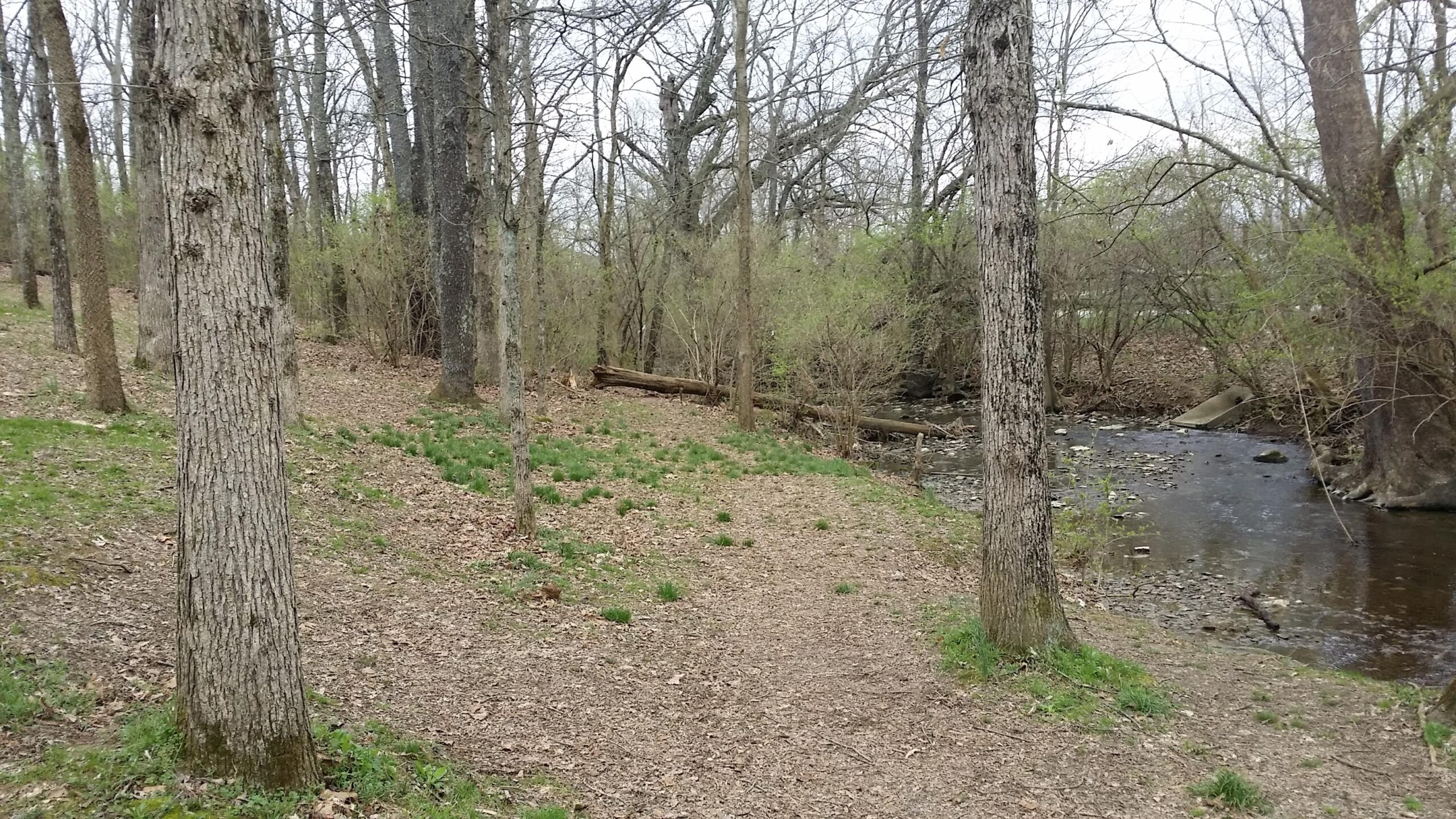 A serene forest scene featuring a dirt path winding through a wooded area. Tall trees with bare branches line the path, while patches of grass and scattered leaves cover the ground. A gentle stream flows alongside the path, bordered by small stones and fallen logs. The atmosphere is calm and natural, indicative of early spring. Veterans Park mountain bike trail.