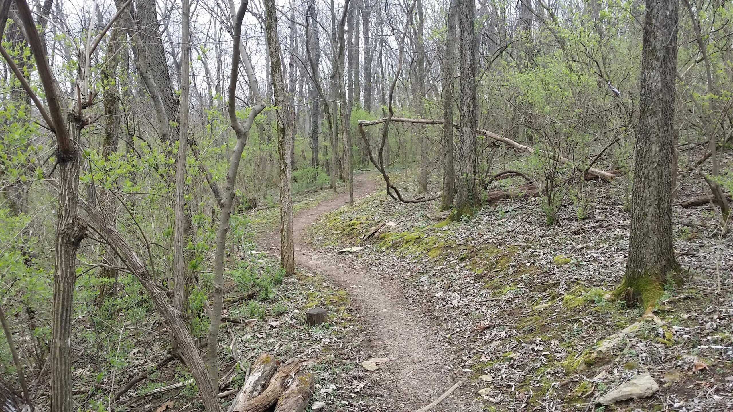 A winding dirt trail surrounded by trees and budding greenery, with patches of moss and scattered leaves along the path. The scene captures a peaceful forest setting, indicative of early spring. Veterans Park mountain bike trail.