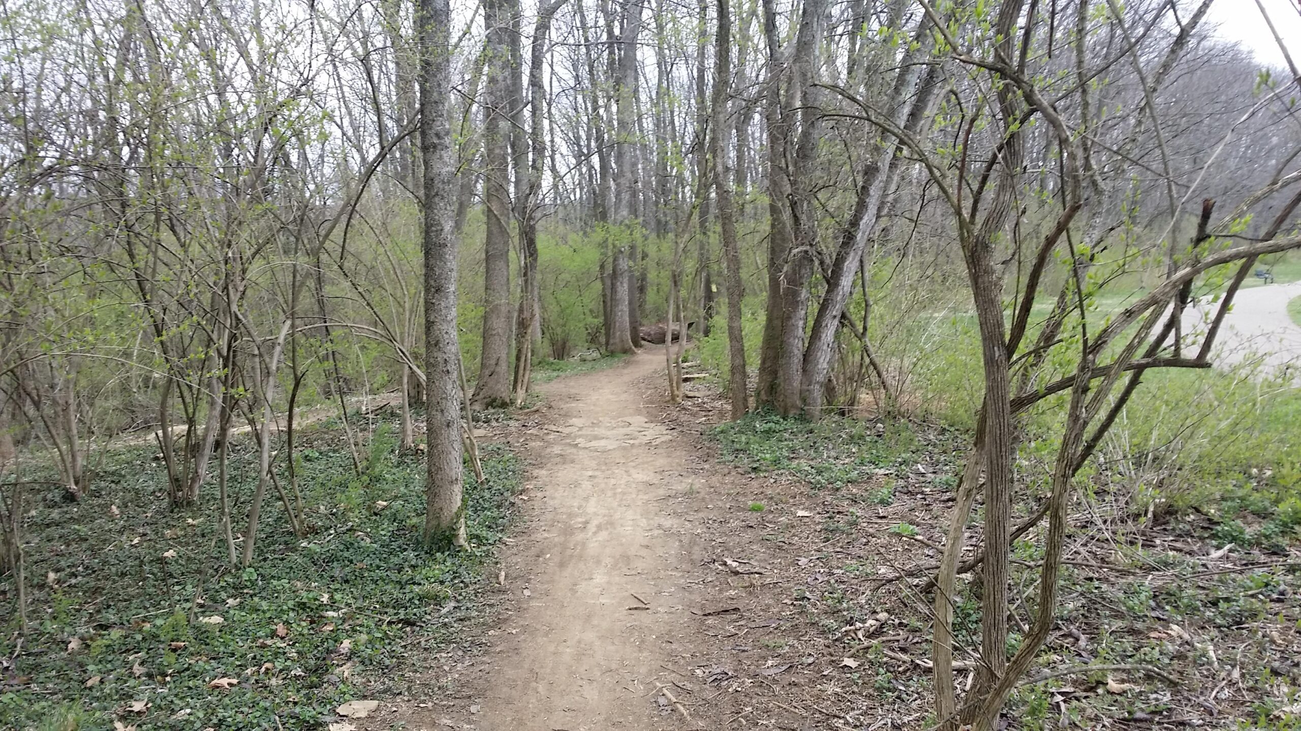 A winding dirt path through a wooded area, bordered by tall trees with budding leaves. The scene is serene and natural, surrounded by greenery and underbrush, with a faint continuation of the path visible in the distance. Veterans Park mountain bike trail.