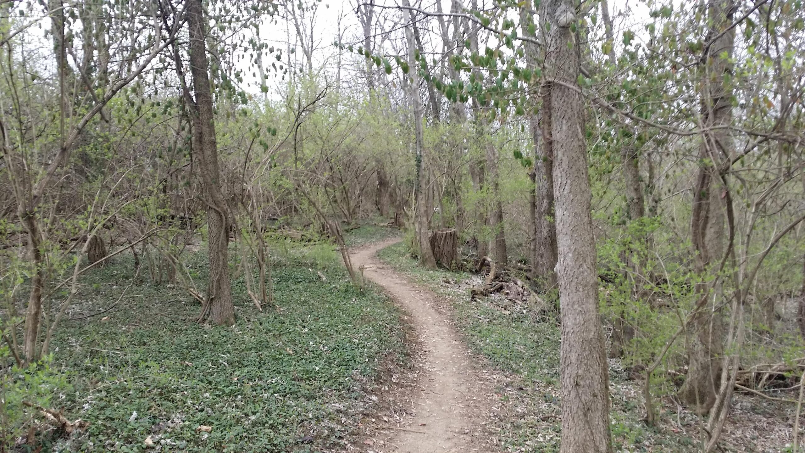 A winding dirt path that meanders through a dense forest, surrounded by trees and budding greenery, with patches of foliage and fallen leaves along the trail. The atmosphere suggests an early spring setting. Veterans Park mountain bike trail.