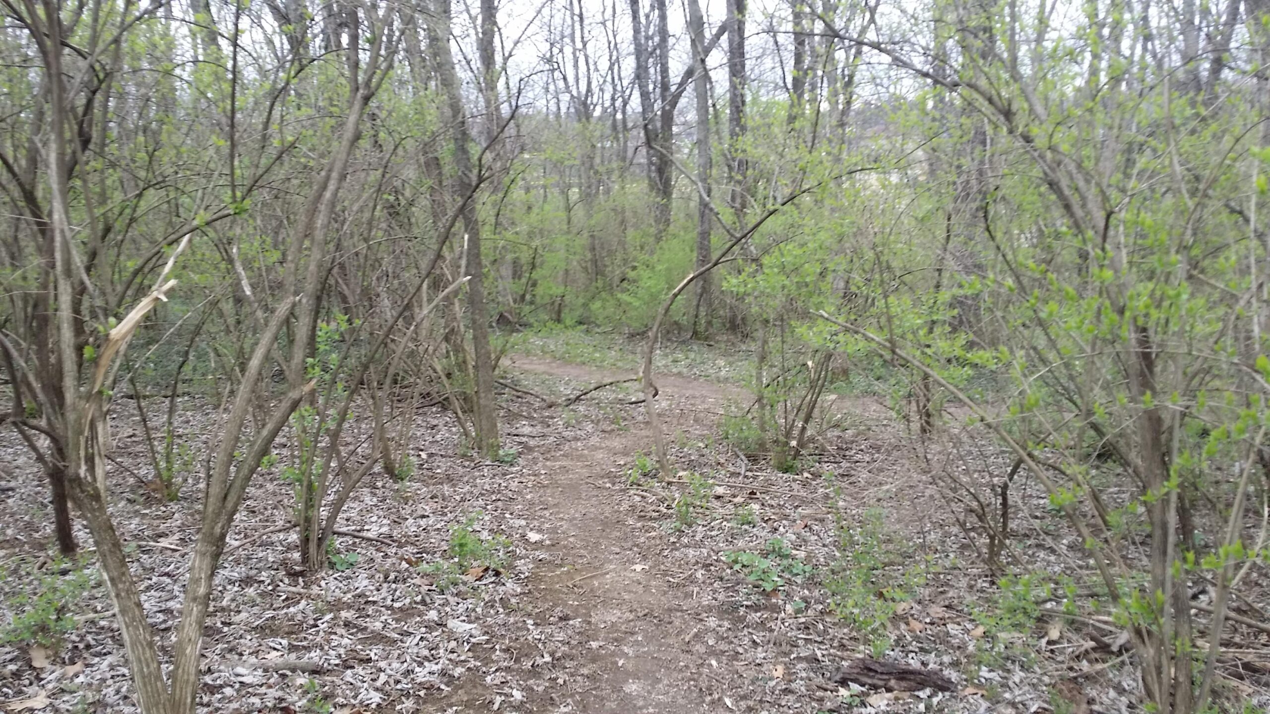 A partially wooded area with a dirt path winding through it, surrounded by trees and small shrubs with fresh green leaves. The ground is covered with fallen leaves and twigs, indicating early spring or late winter conditions. Veterans Park mountain bike trail.