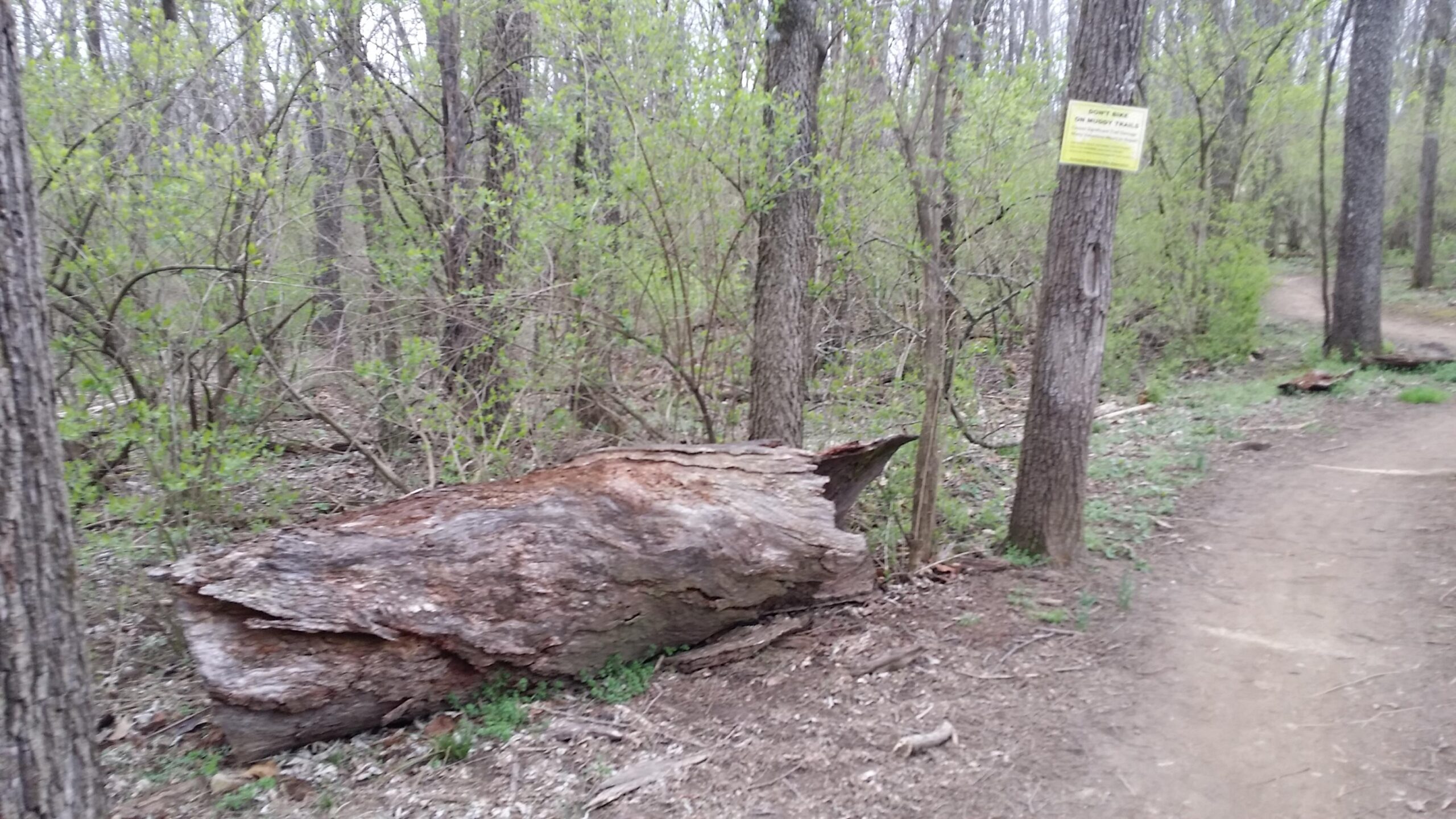 A fallen log next to a dirt path in a wooded area, surrounded by young green leaves on trees and shrubs. A yellow sign mounted on a nearby tree is partially visible. Veterans Park mountain bike trail.