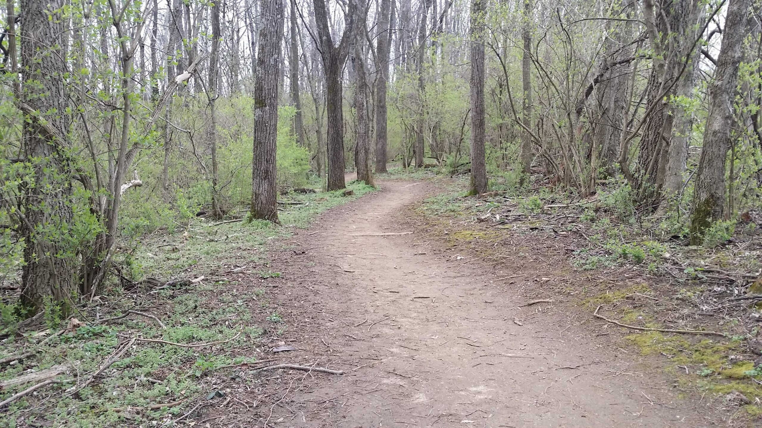A winding dirt path through a wooded area, lined with trees and budding greenery, suggesting a peaceful and natural environment. Veterans Park mountain bike trail.