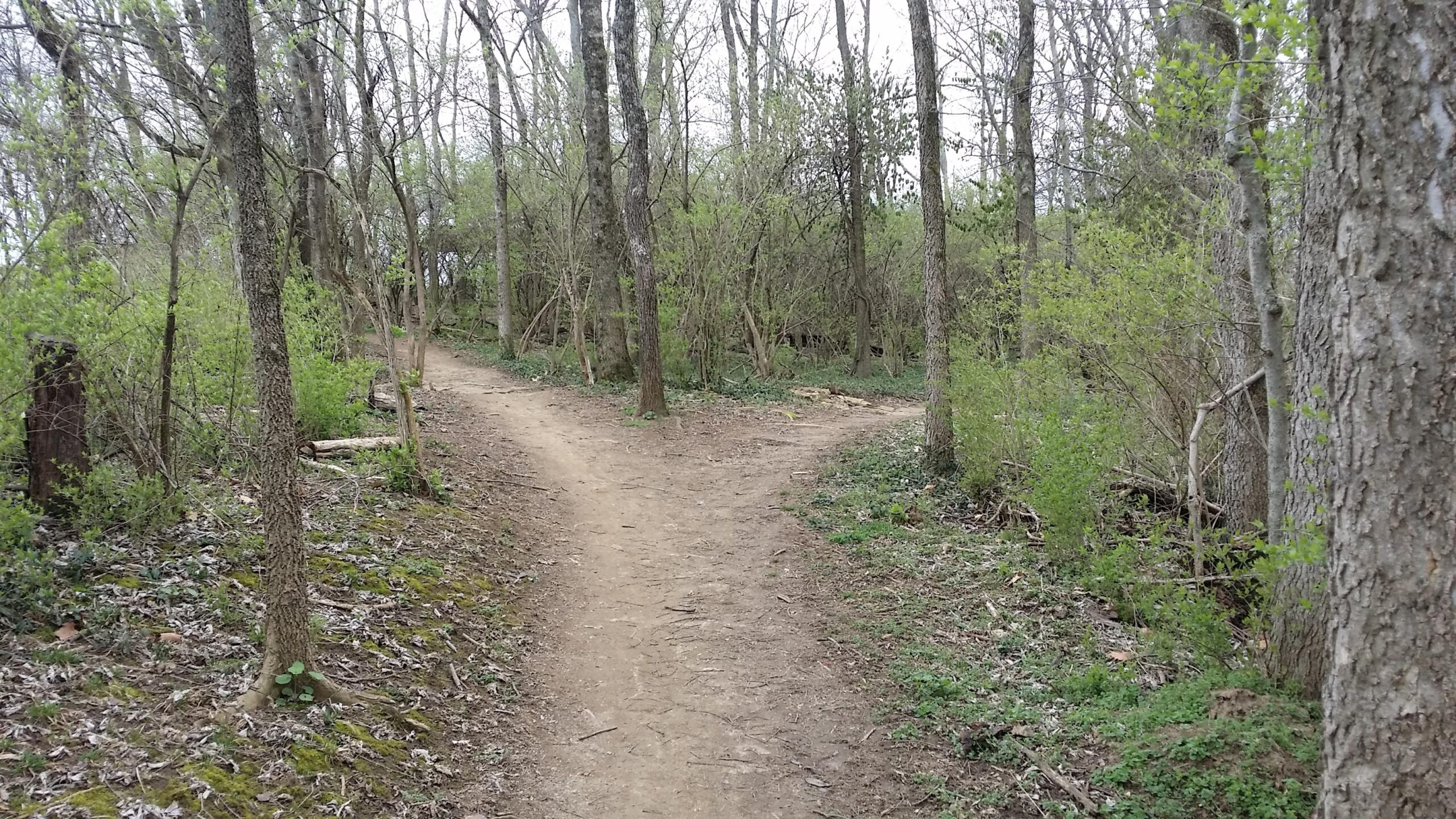 A dirt path in a forest splits into two directions, surrounded by trees and greenery. The scene is peaceful and serene, with the ground appearing well-trodden. The sky is overcast, adding a calm atmosphere to the setting. Veterans Park mountain bike trail.