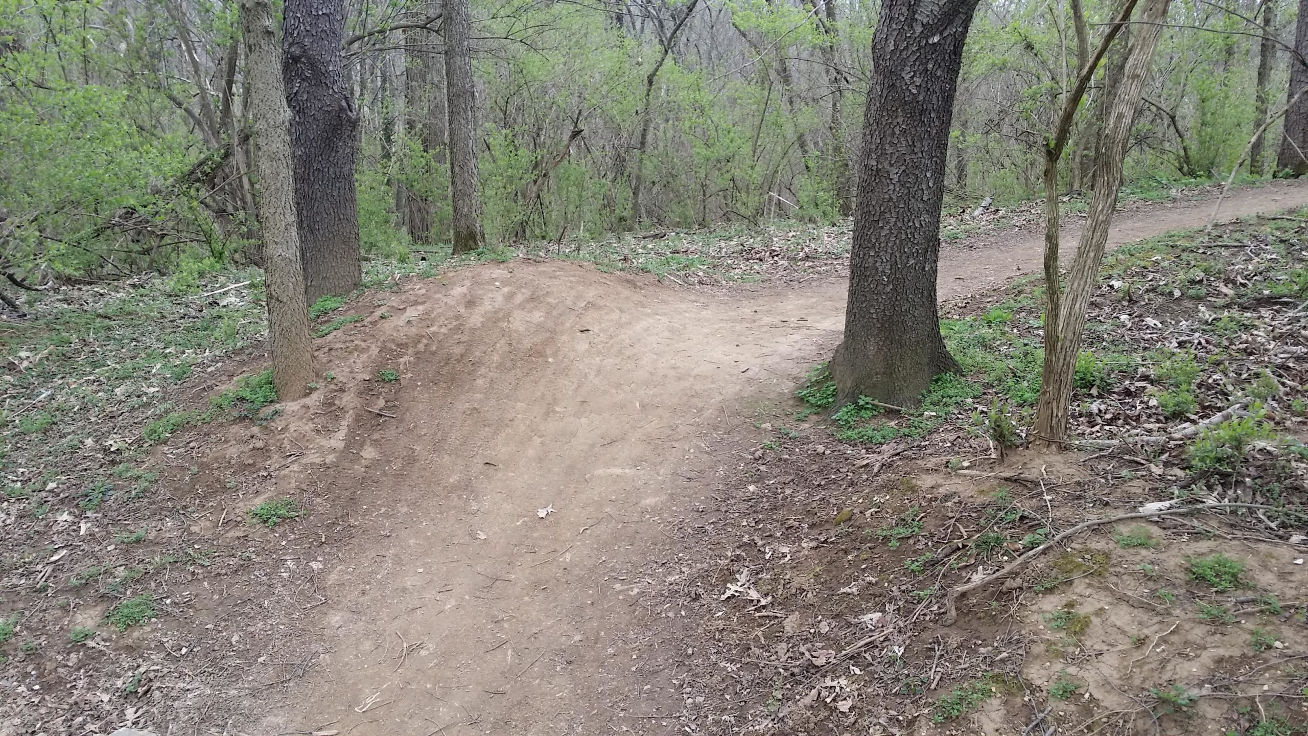 A dirt bike trail winding through a wooded area, featuring a mound of dirt on the left side and a narrow path curving around trees. Lush green foliage surrounds the trail, with scattered leaves and underbrush typical of a forest environment. Veterans Park mountain bike trail.