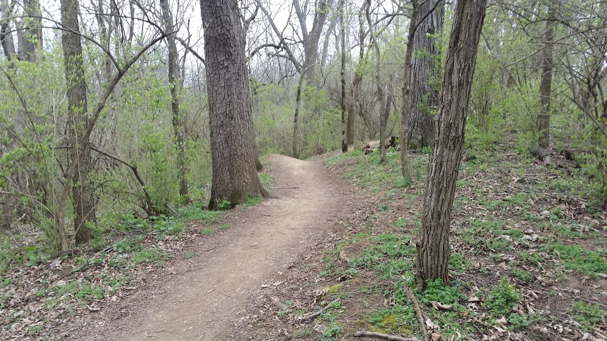 A winding dirt path through a forested area, flanked by tall trees with budding leaves. The scene captures early spring with greenery emerging on the ground and trees, set against a cloudy sky. Veterans Park mountain bike trail.