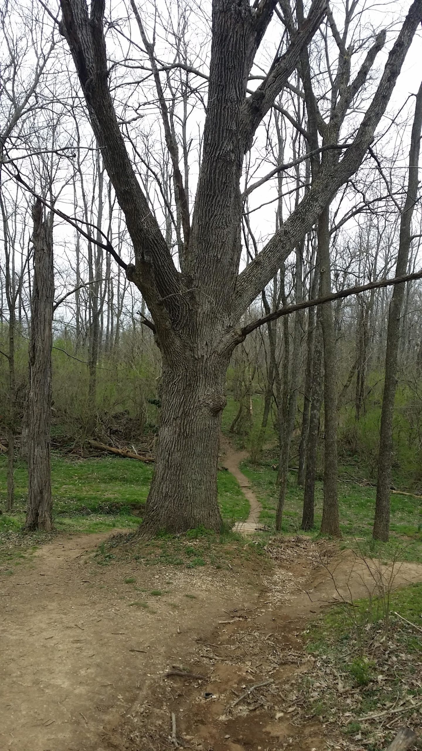 A large, leafless tree with a textured bark stands prominently in the foreground, with a winding dirt path leading through a wooded area in the background. Surrounding trees appear bare, indicating early spring or late fall, while small patches of green grass and plants are visible on the forest floor. Veterans Park mountain bike trail.