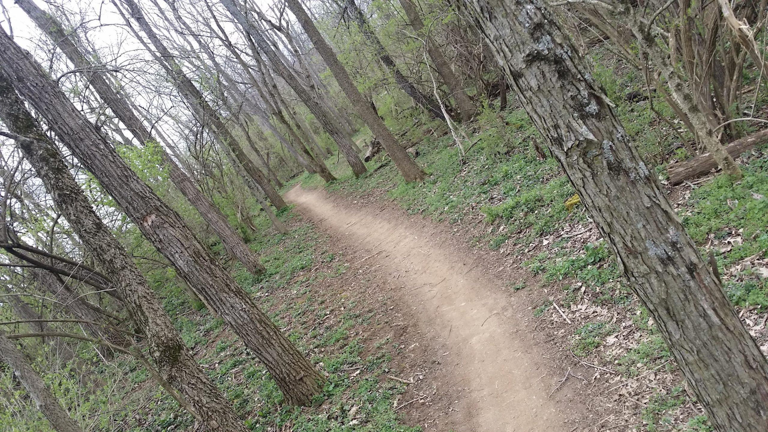 A winding dirt path through a forest, surrounded by tall trees and green underbrush, indicating a peaceful outdoor setting. The trees are mostly bare with some budding leaves, suggesting early spring. Veterans Park mountain bike trail.