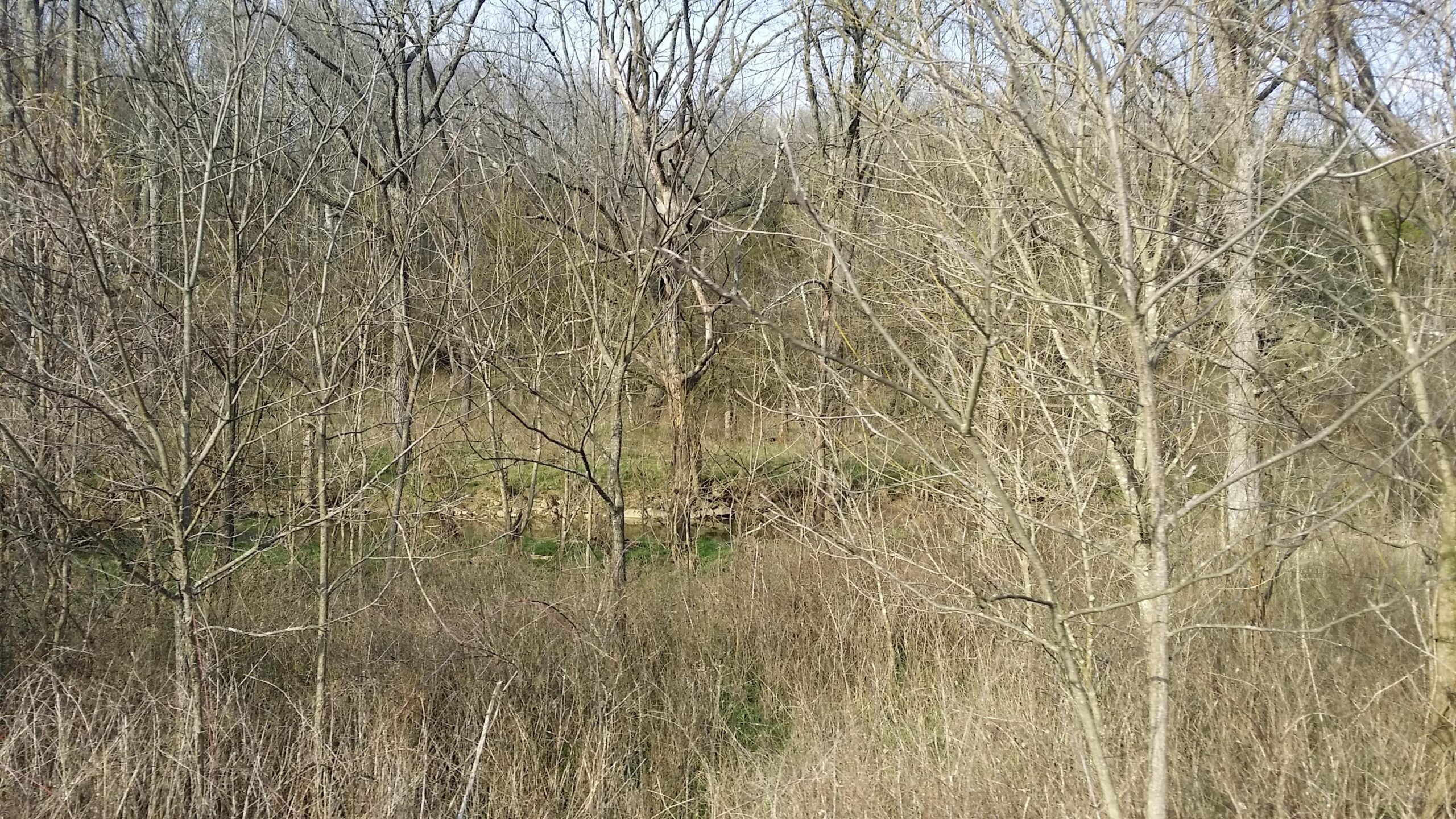 A dense forest scene featuring bare trees and underbrush in early spring. The landscape is mostly still, with a hint of green grass visible in the background. The atmosphere is tranquil, showcasing the natural beauty of a wooded area transitioning from winter to spring. Skullbuster mountain bike trail.