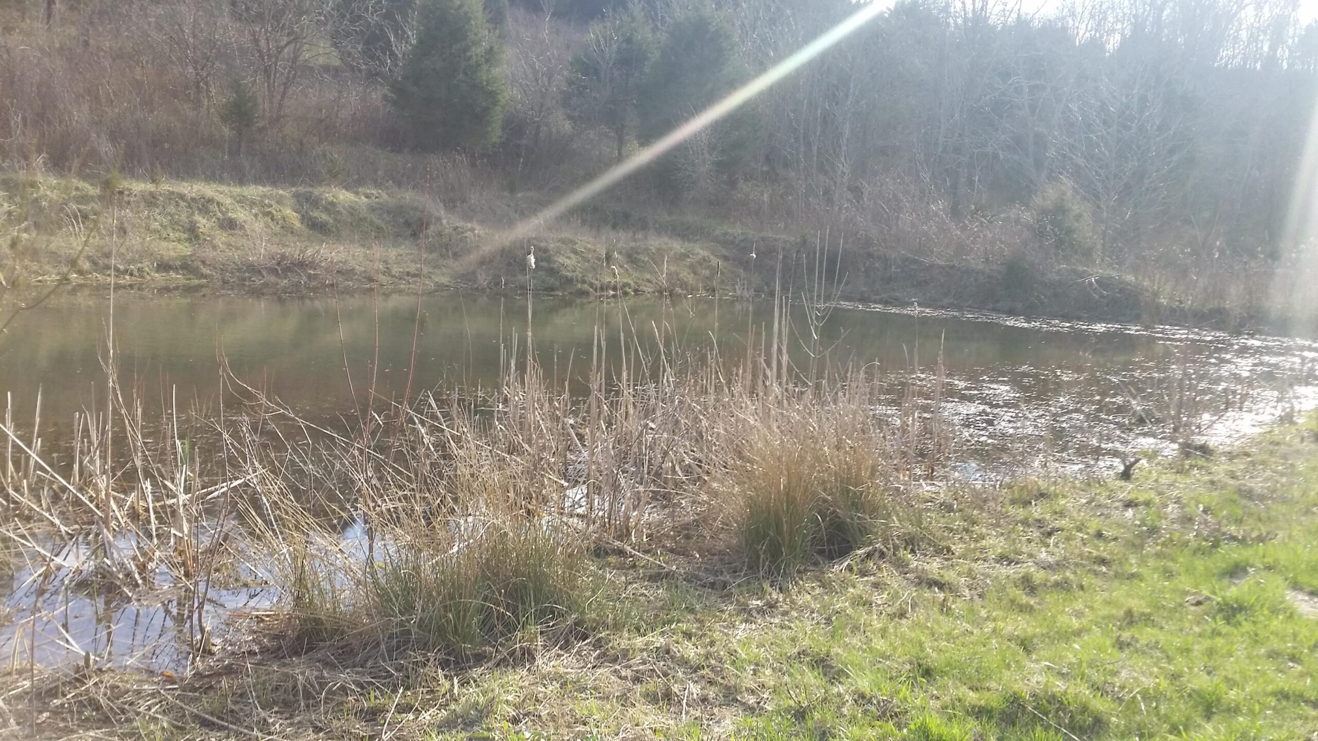 A tranquil scene of a pond surrounded by tall grasses and sparse trees. The water reflects the sunlight, creating a shimmering effect on the surface. In the background, there are patches of dry foliage and evergreens. The landscape is serene, capturing a peaceful moment in nature. Skullbuster mountain bike trail.