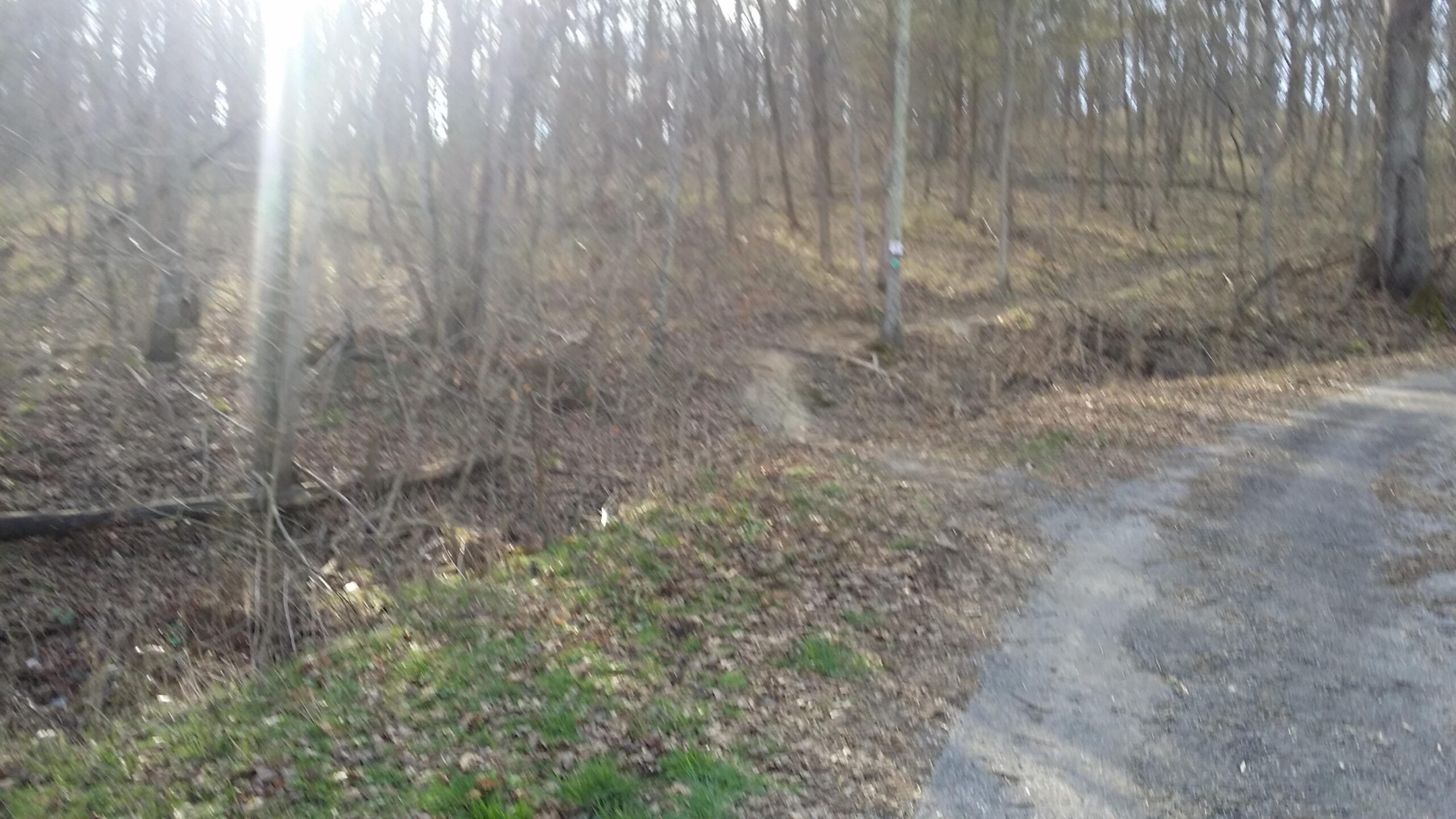 A wooded area with bare trees and scattered leaves on the ground. A narrow path meanders through the scene, leading into the forest. Sunlight filters through the trees, creating a soft glow in the background. Skullbuster mountain bike trail.