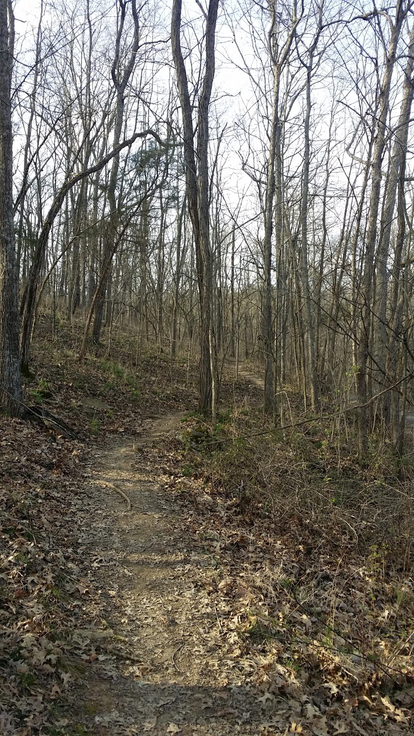 A narrow dirt trail winding through a forest, surrounded by bare trees and scattered leaves on the ground. The scene is tranquil with a mix of sunlight filtering through the branches, indicating early spring or late winter. Skullbuster mountain bike trail.