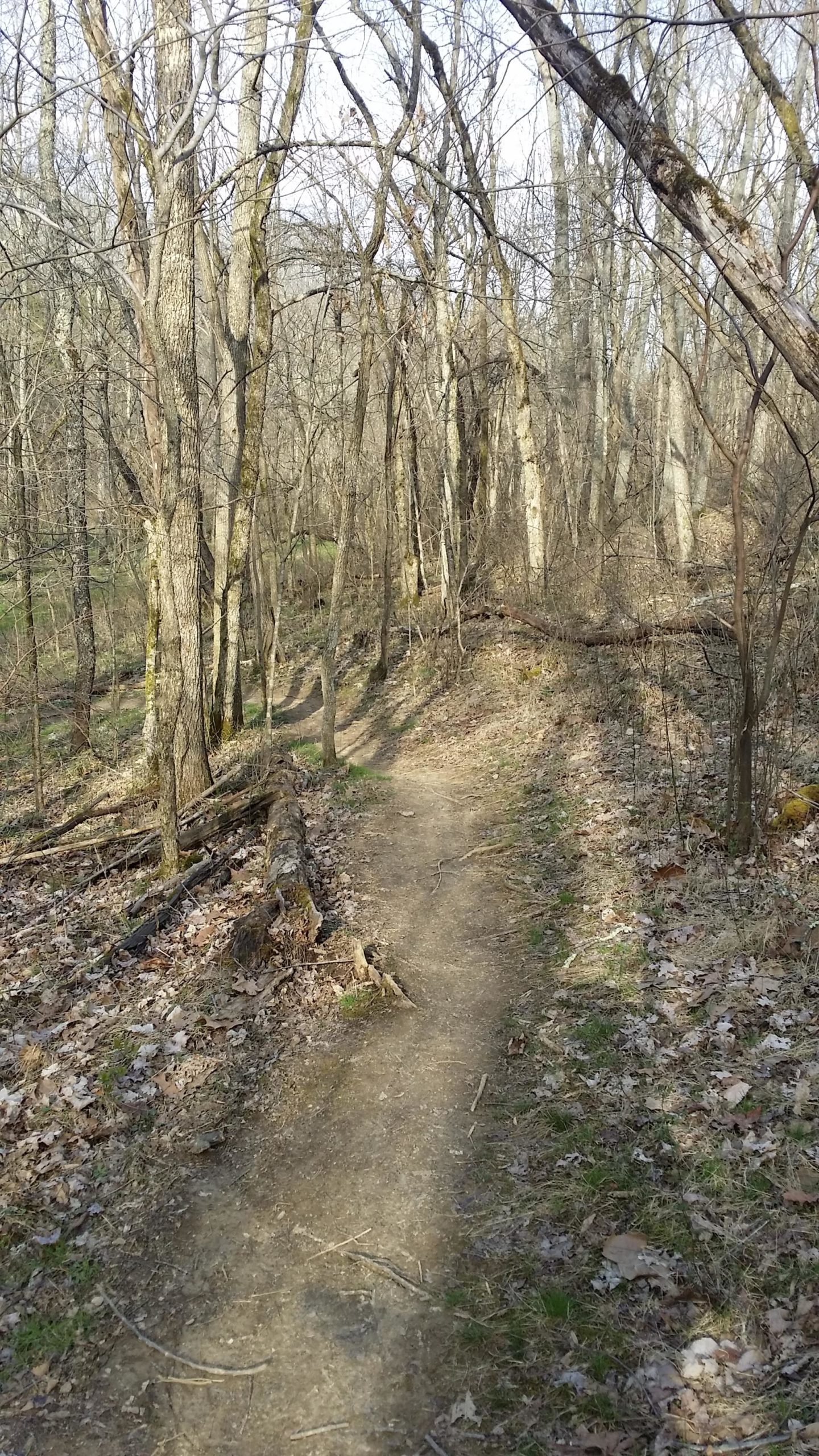 A winding dirt path through a forest of bare trees, with patches of grass and fallen leaves along the sides, under a clear blue sky. Skullbuster mountain bike trail.