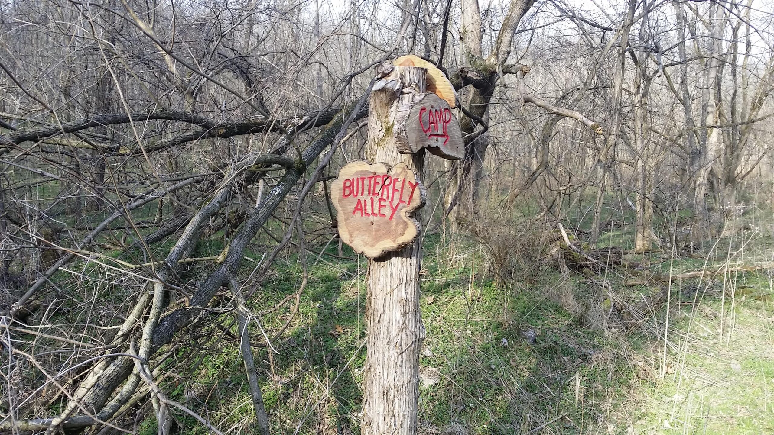 Wooden signpost in a wooded area, featuring two hand-painted signs: one pointing to "Butterfly Alley" and another marked "Camp." Surrounding trees are bare, indicating early spring, with fallen branches and greenery visible on the forest floor. Skullbuster mountain bike trail.
