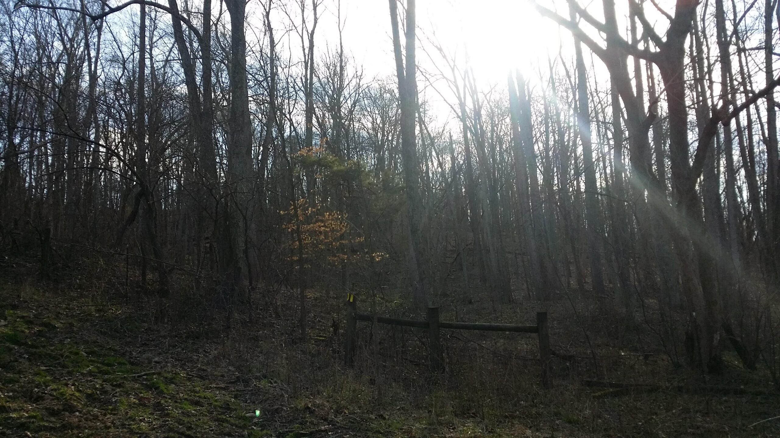 A wooded area featuring bare trees and sparse underbrush, illuminated by sunlight filtering through the branches. A wooden fence is visible in the foreground, with a yellow marker attached, indicating a trail or boundary. The scene conveys a tranquil, natural setting. Skullbuster mountain bike trail.