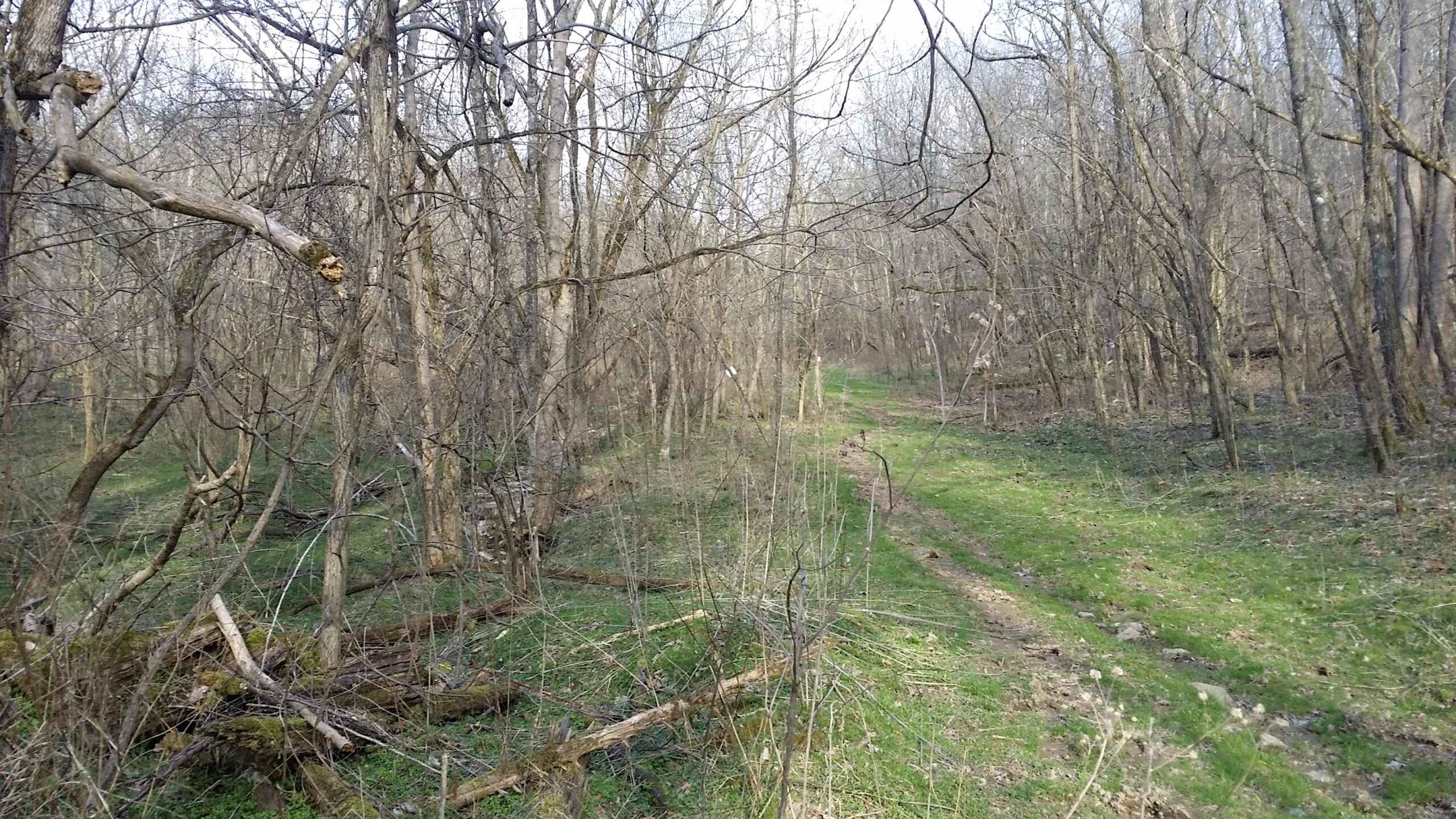 A winding dirt path through a sparse, wooded area with bare trees and patches of green grass, highlighting early spring foliage. Skullbuster mountain bike trail.