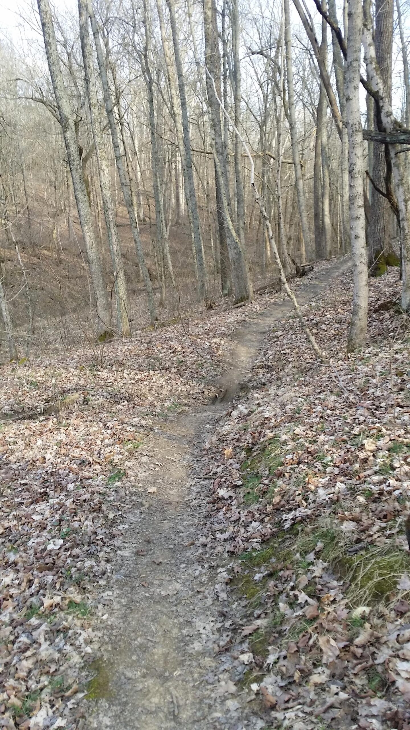 A winding dirt trail covered with fallen leaves, surrounded by bare trees in a forest during early spring. Light filters through the branches, creating a serene atmosphere. Skullbuster mountain bike trail.
