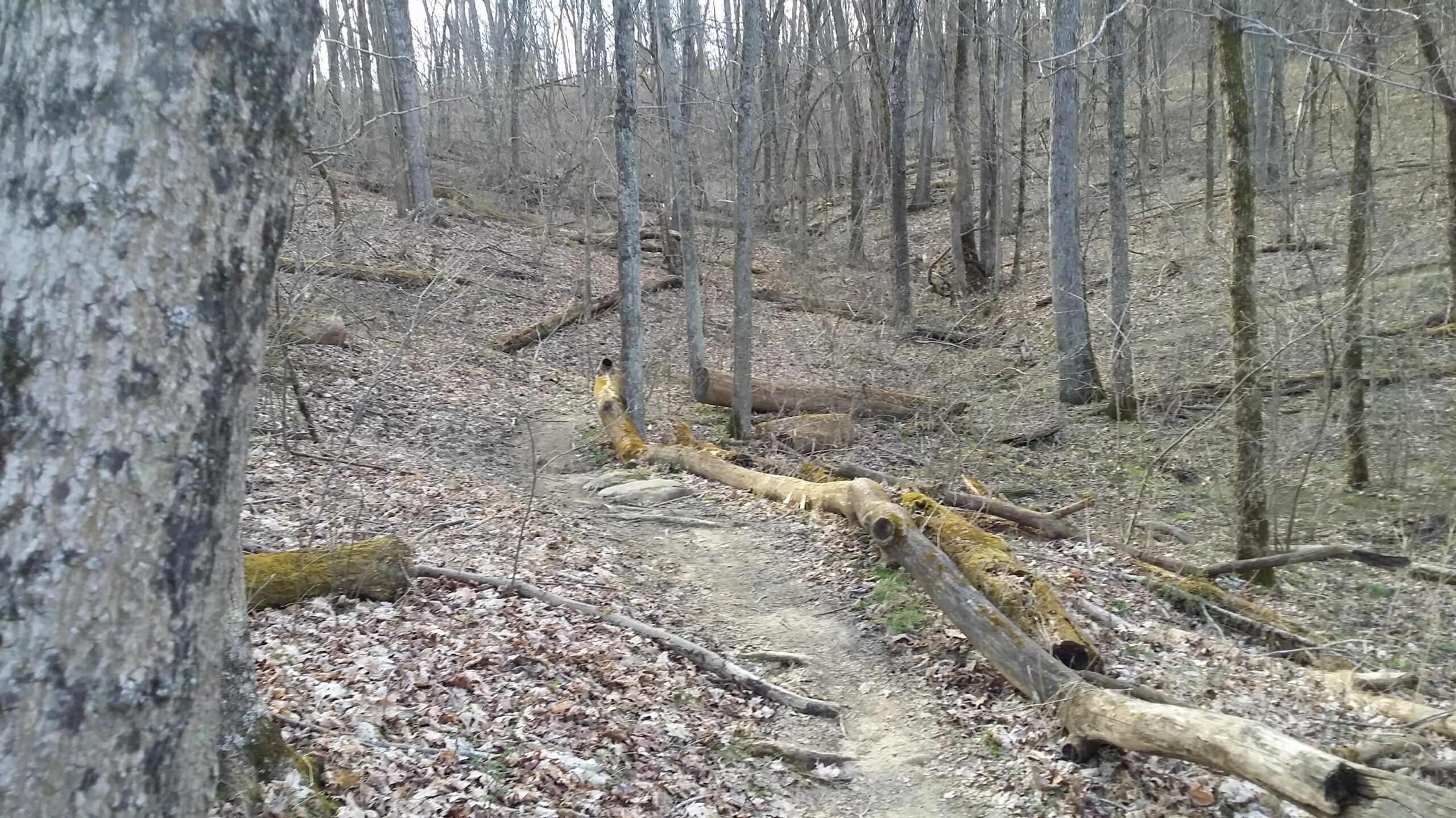 A winding dirt path surrounded by bare trees on a hillside, with fallen logs and scattered leaves along the ground. The scene captures a tranquil, natural setting in a wooded area during early spring. Skullbuster mountain bike trail.