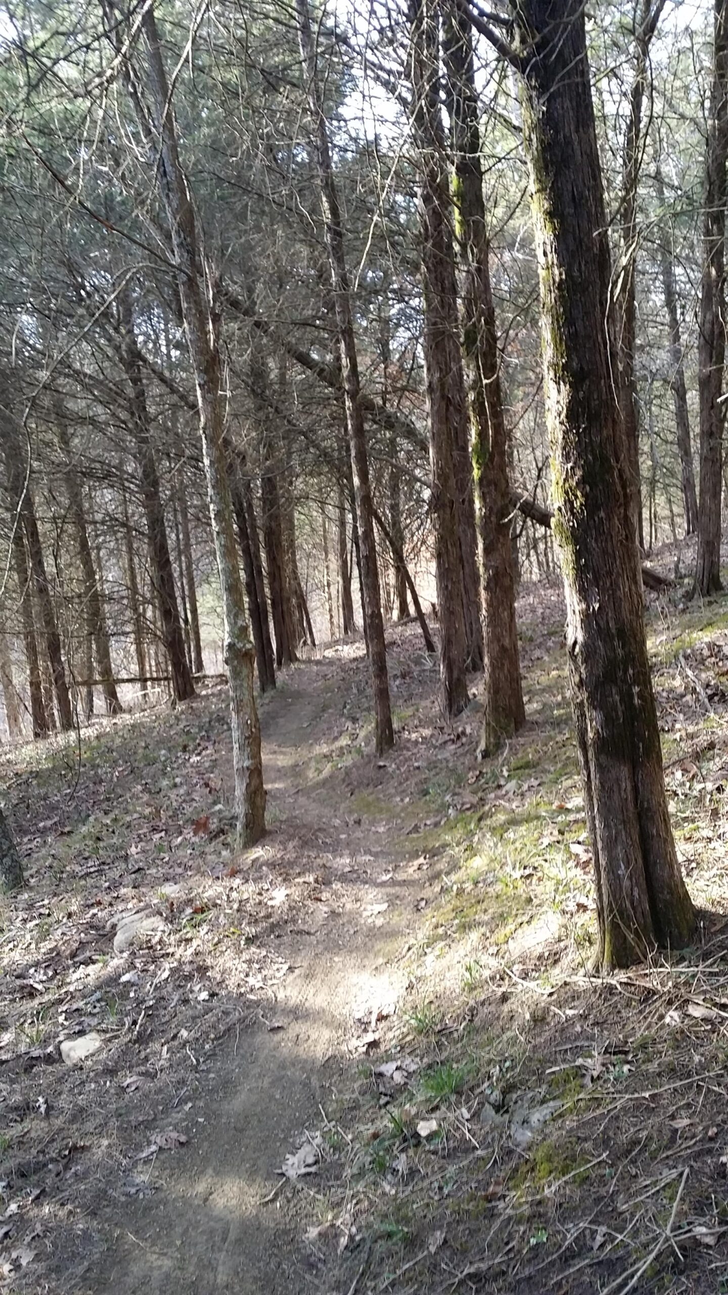 A winding dirt path leading through a forest, lined with tall trees. The ground is covered with fallen leaves and patches of grass, and the scene is dappled with sunlight filtering through the branches. Skullbuster mountain bike trail.