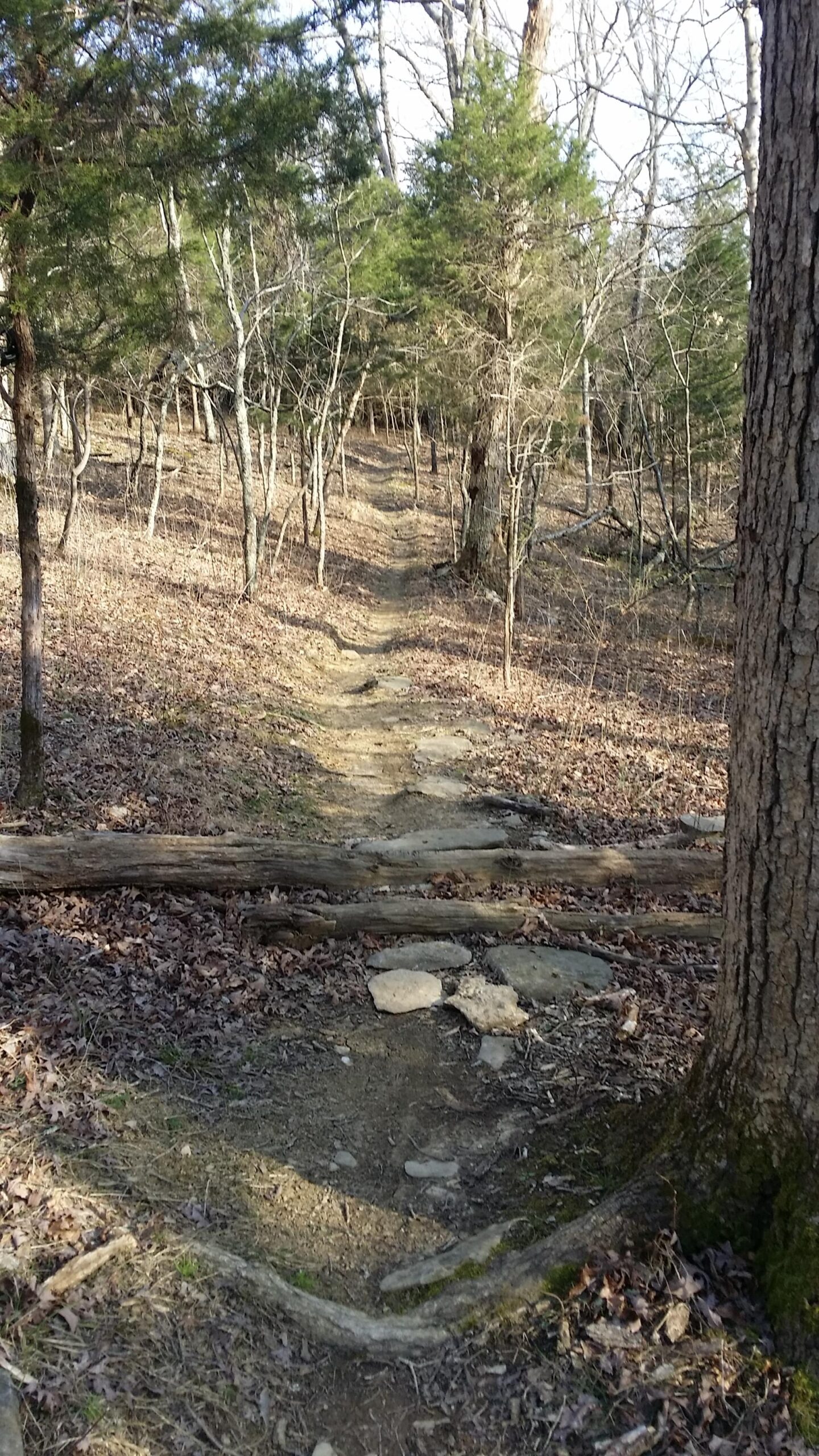 A narrow dirt trail winding through a forest, surrounded by trees with sparse foliage. The ground is covered with fallen leaves, and there are scattered stones along the path. A fallen log crosses the trail, adding a natural element to the serene landscape. Skullbuster mountain bike trail.