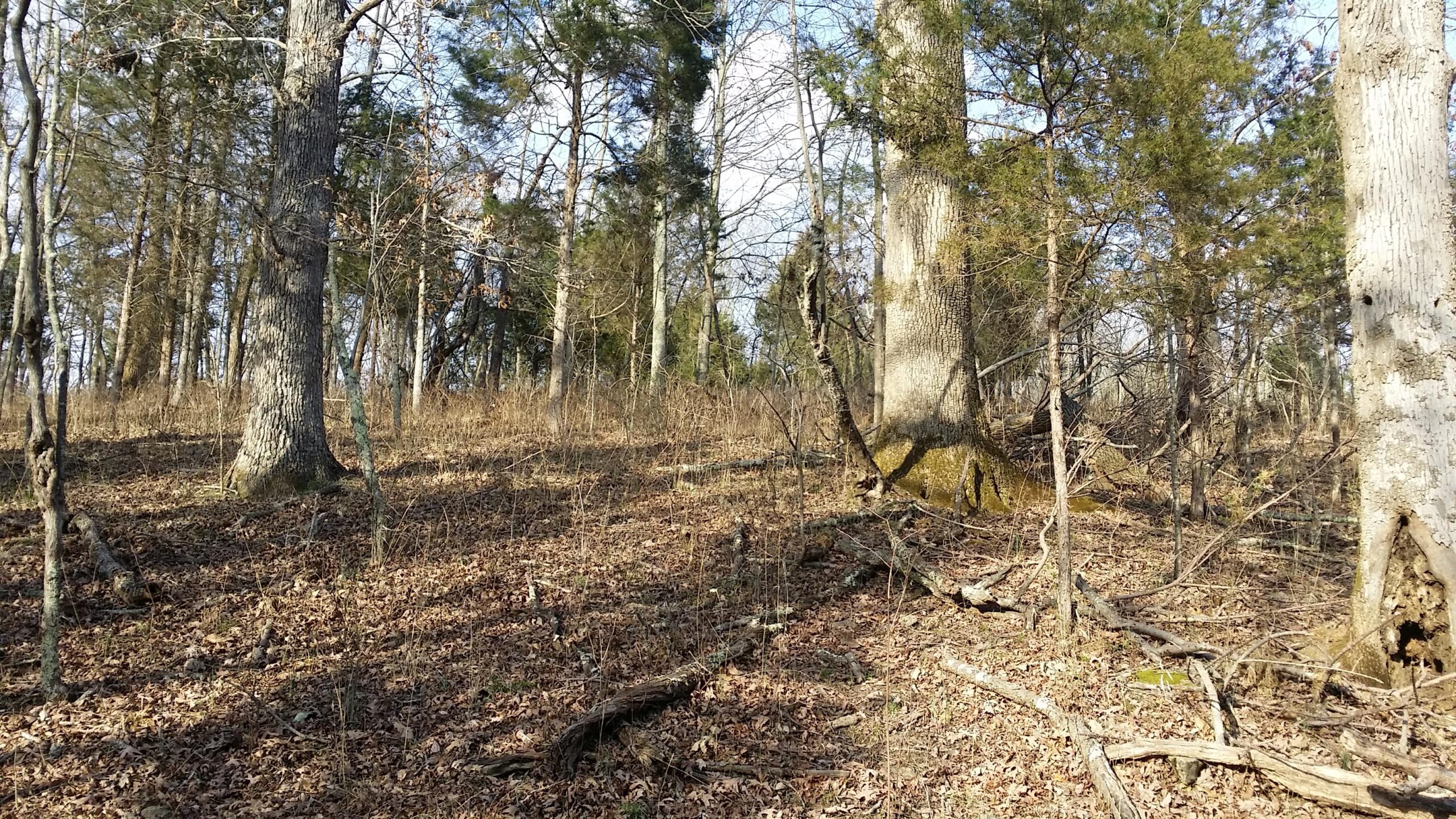 A wooded area featuring tall trees with textured bark, a mixture of bare branches and green leaves, and a forest floor covered in dry leaves and small twigs. Sunlight filters through the trees, creating a dappled light effect on the ground. Skullbuster mountain bike trail.