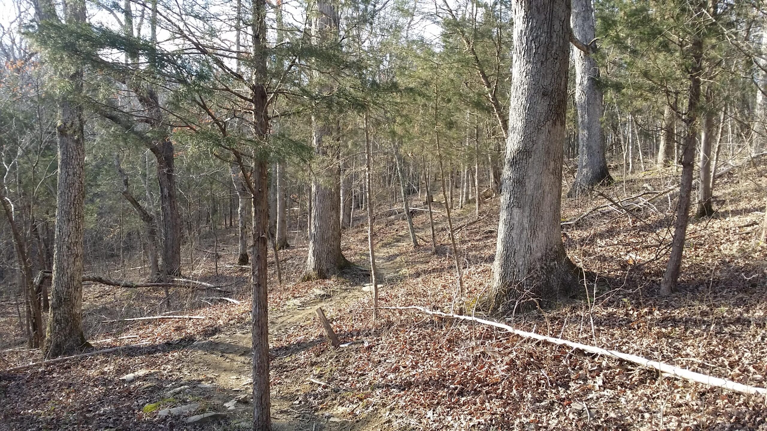 A wooded landscape featuring a dirt path winding through tall trees with patches of sunlight filtering through the branches. The ground is covered with dry leaves and small branches, suggesting a serene and natural environment. Skullbuster mountain bike trail.