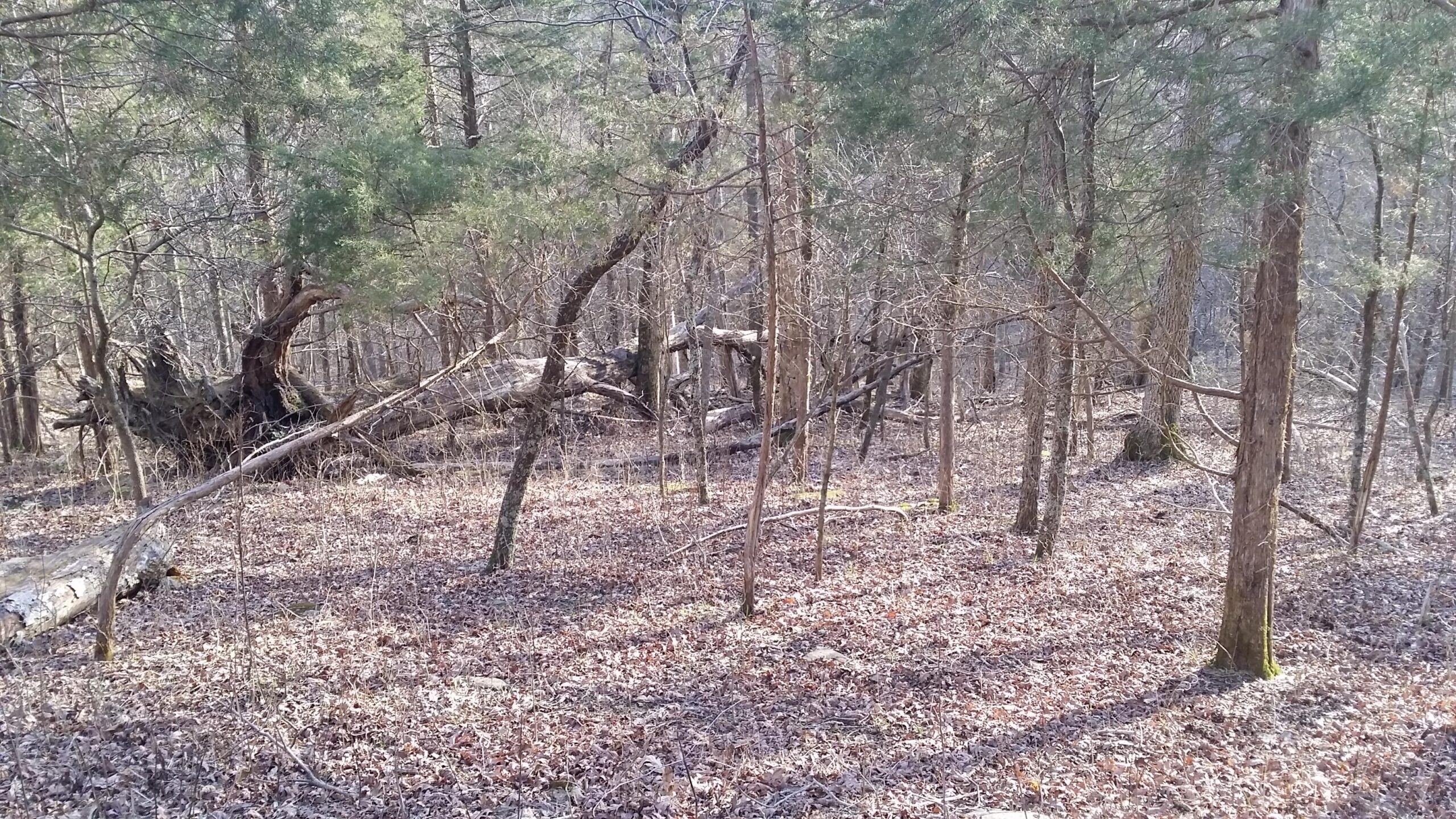 A forest scene with bare trees, fallen logs, and scattered dried leaves on the forest floor, illuminated by soft, natural light. The landscape features a mix of tree trunks and branches, creating a rustic, tranquil atmosphere. Skullbuster mountain bike trail.