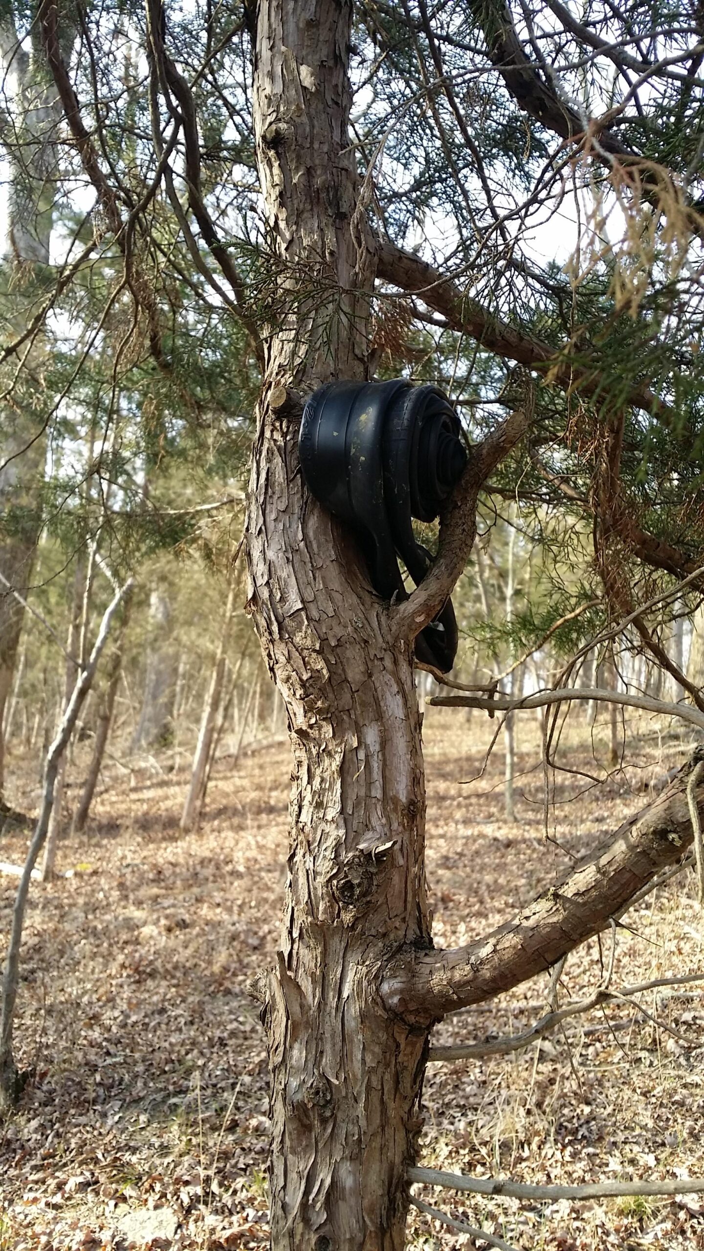 A black object resembling a soft helmet is lodged in the trunk of a tree, surrounded by branches and foliage, in a wooded area with fallen leaves on the ground. Skullbuster mountain bike trail.