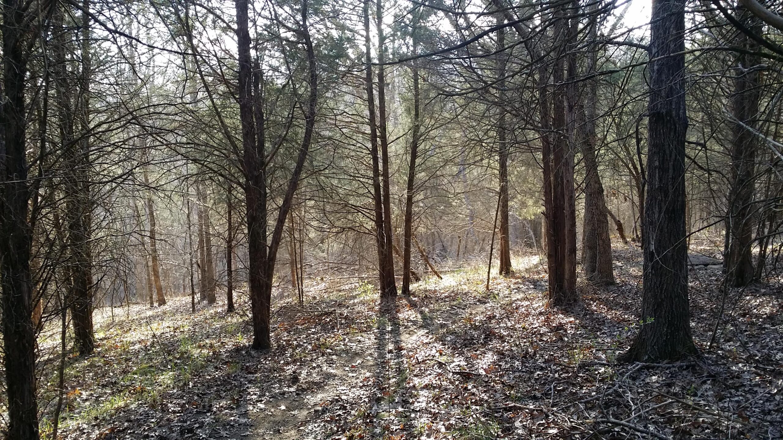 A serene forest scene with tall trees and sunlight filtering through the branches, casting gentle shadows on the leaf-covered ground. The atmosphere is tranquil, with a mix of brown leaves and patches of green grass visible amidst the underbrush. Skullbuster mountain bike trail.