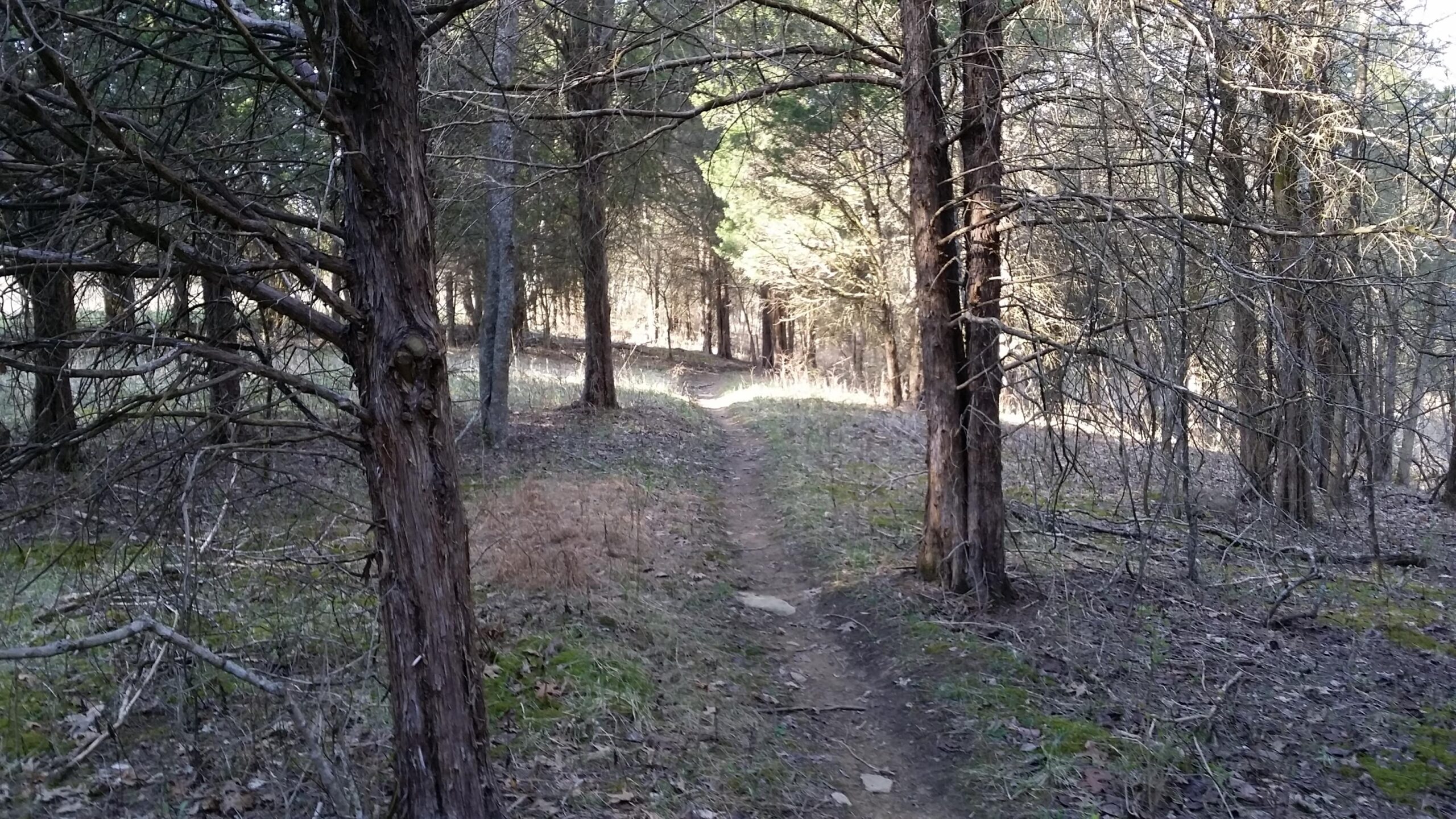 A serene forest path winding through trees, with sunlight filtering through the branches. The ground is covered in a mix of grass and fallen leaves, creating a natural and tranquil atmosphere. Skullbuster mountain bike trail.
