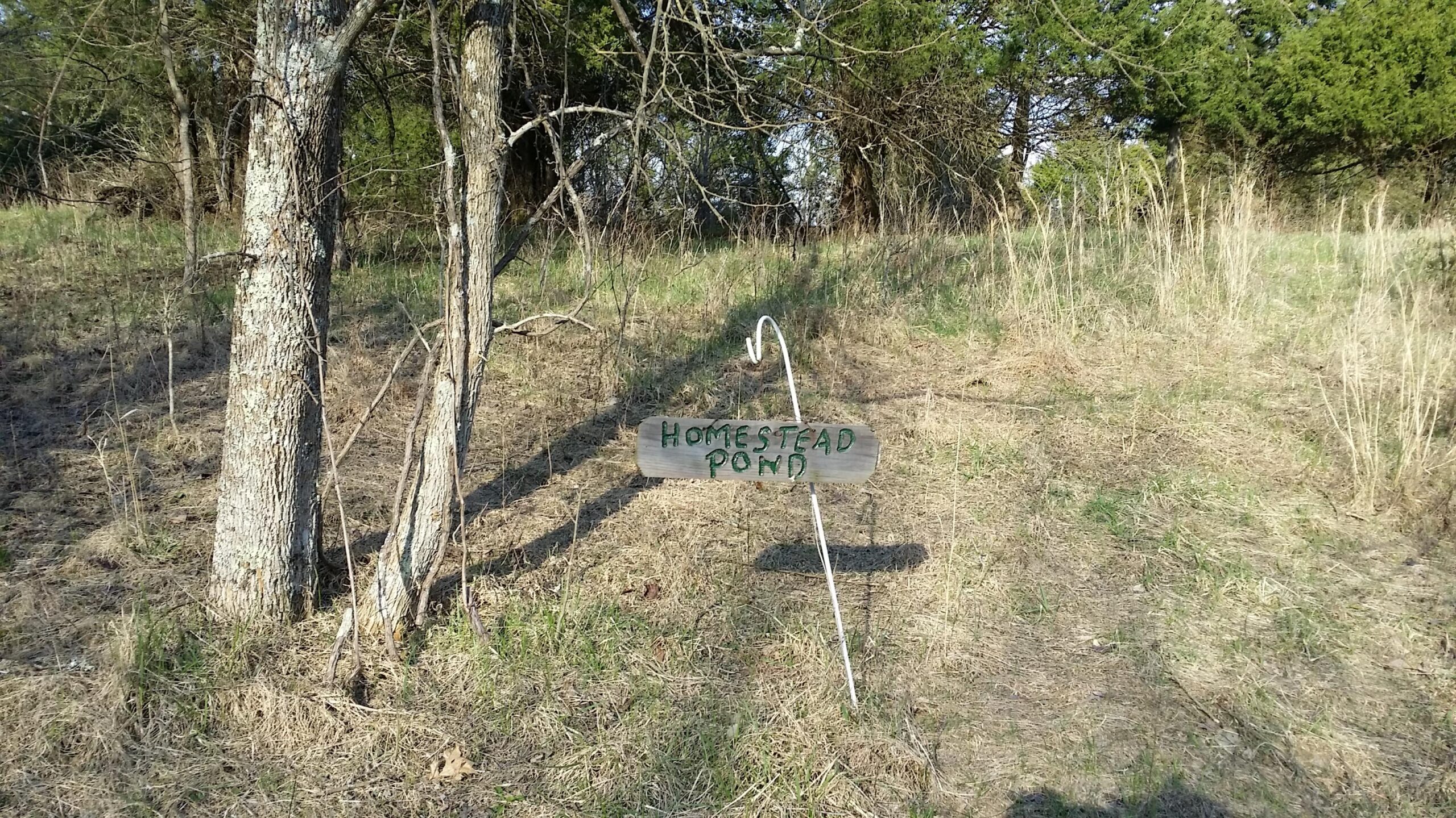 A wooden sign labeled "Homestead Pond" placed on the ground near two trees, surrounded by grass and sparse foliage. The area appears to be a natural setting, indicating a path or a location leading to a pond. Skullbuster mountain bike trail.