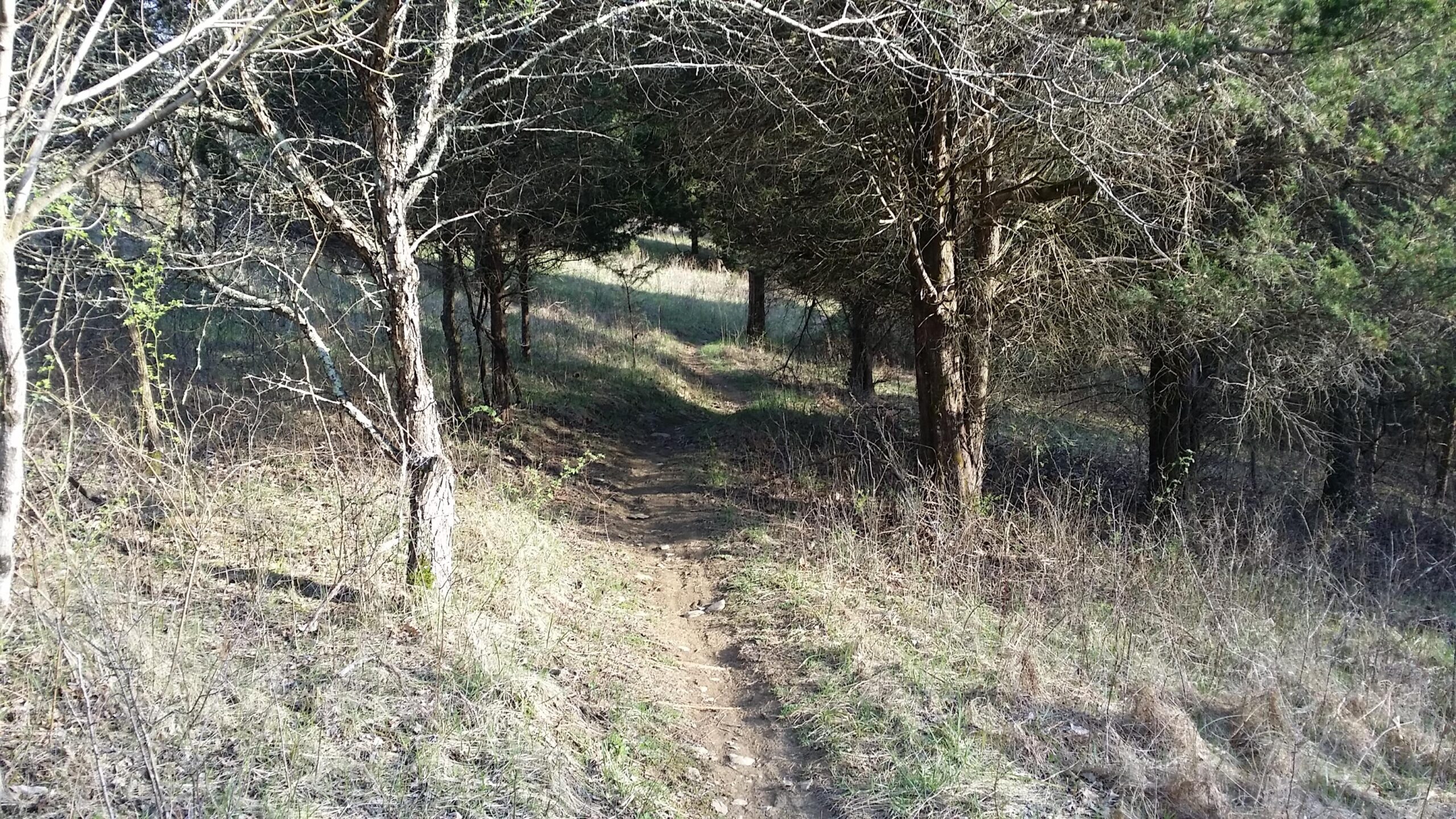 A dirt path winding through a sparse forest with dry grass and bare trees on either side, leading into a shaded area. The scene is illuminated by natural sunlight, creating a peaceful and inviting atmosphere. Skullbuster mountain bike trail.