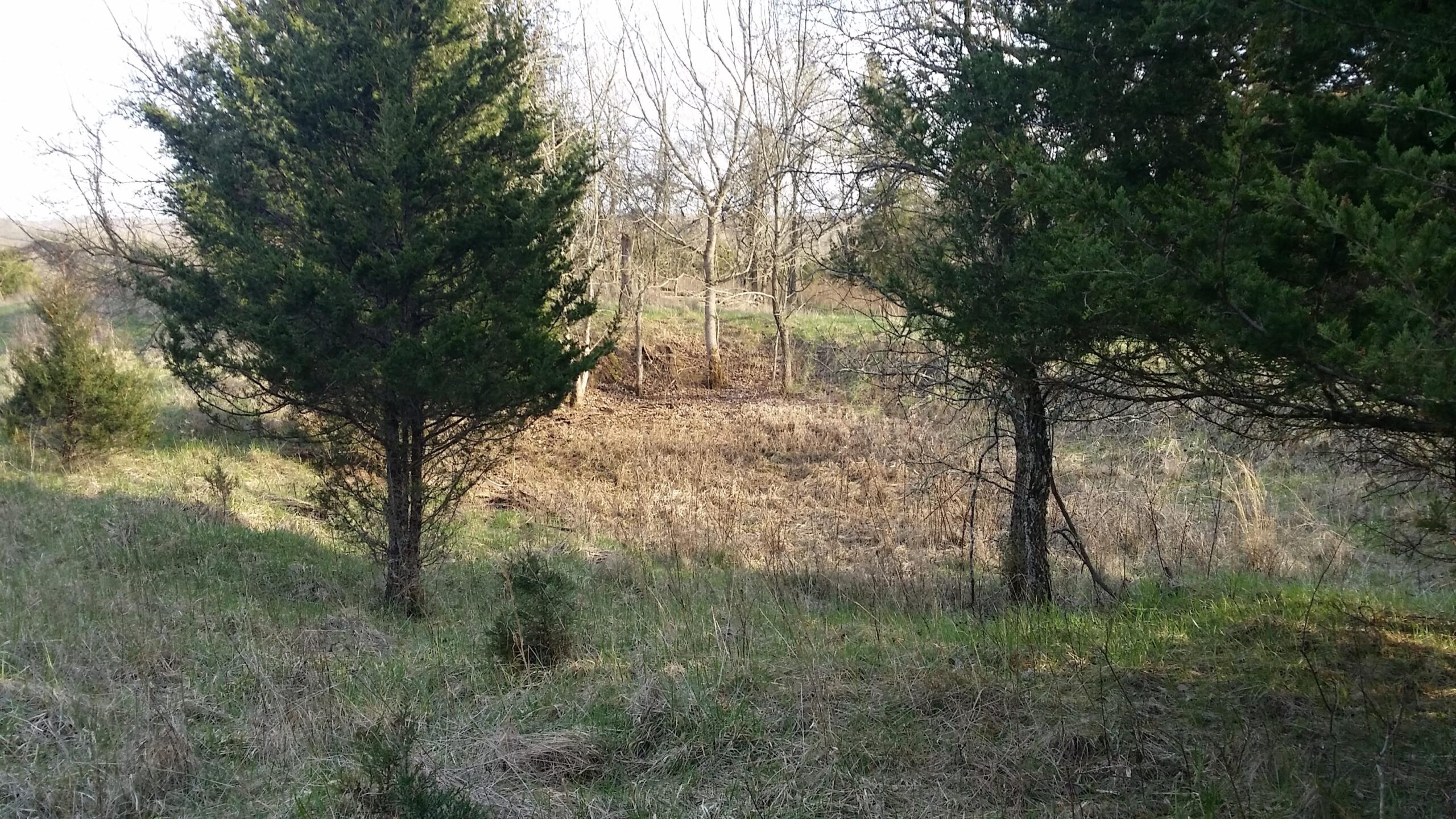 A natural landscape features two coniferous trees on either side, framing a grassy area with sparse vegetation. In the background, a mix of trees is visible, and the scene is lightly illuminated by sunlight, suggesting an early spring setting. Skullbuster mountain bike trail.