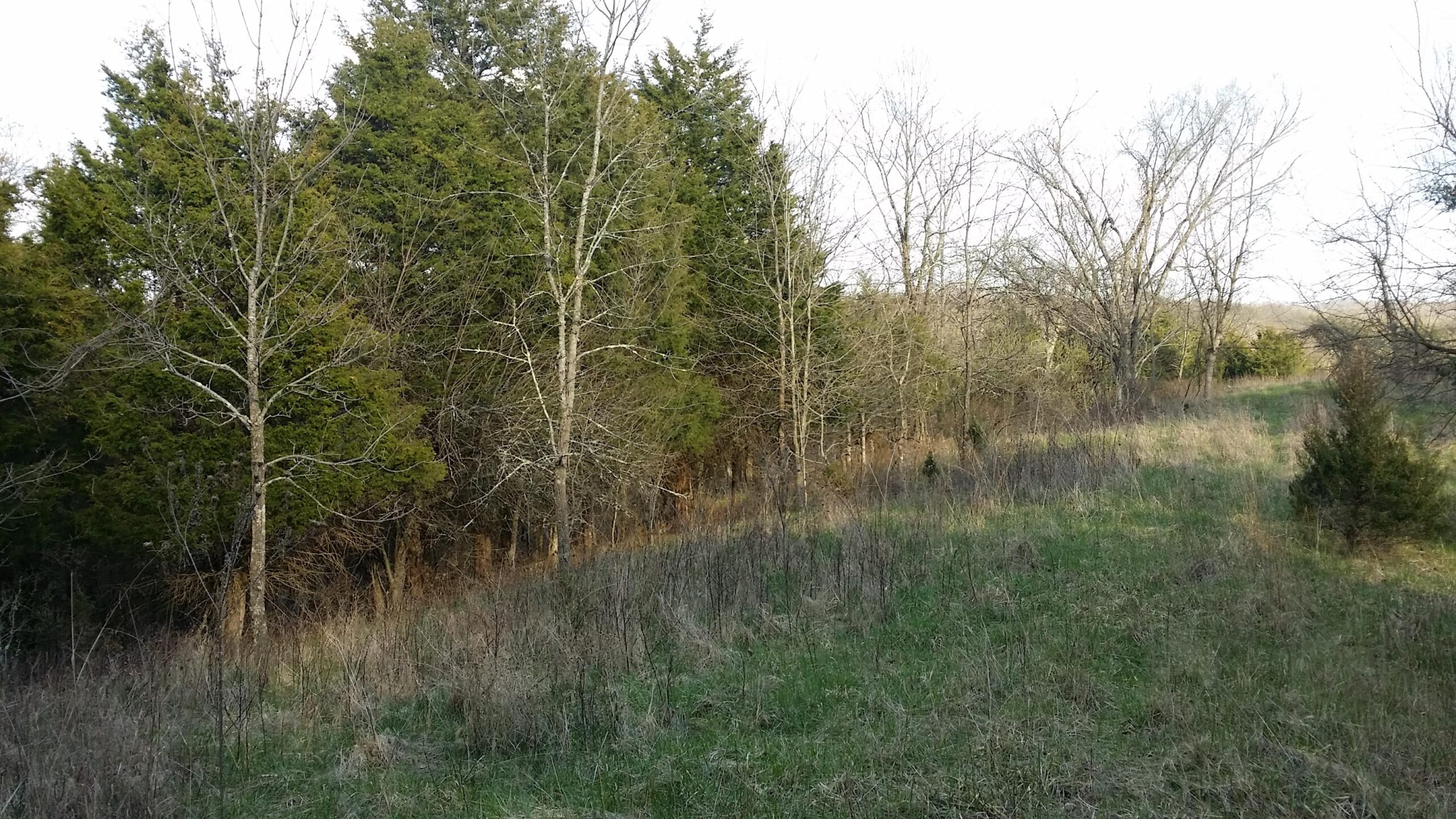 A wooded area featuring a mix of bare trees and evergreen foliage, with patches of grass and underbrush visible along a gentle slope. The scene is set in a natural landscape, illuminated by soft daylight. Skullbuster mountain bike trail.