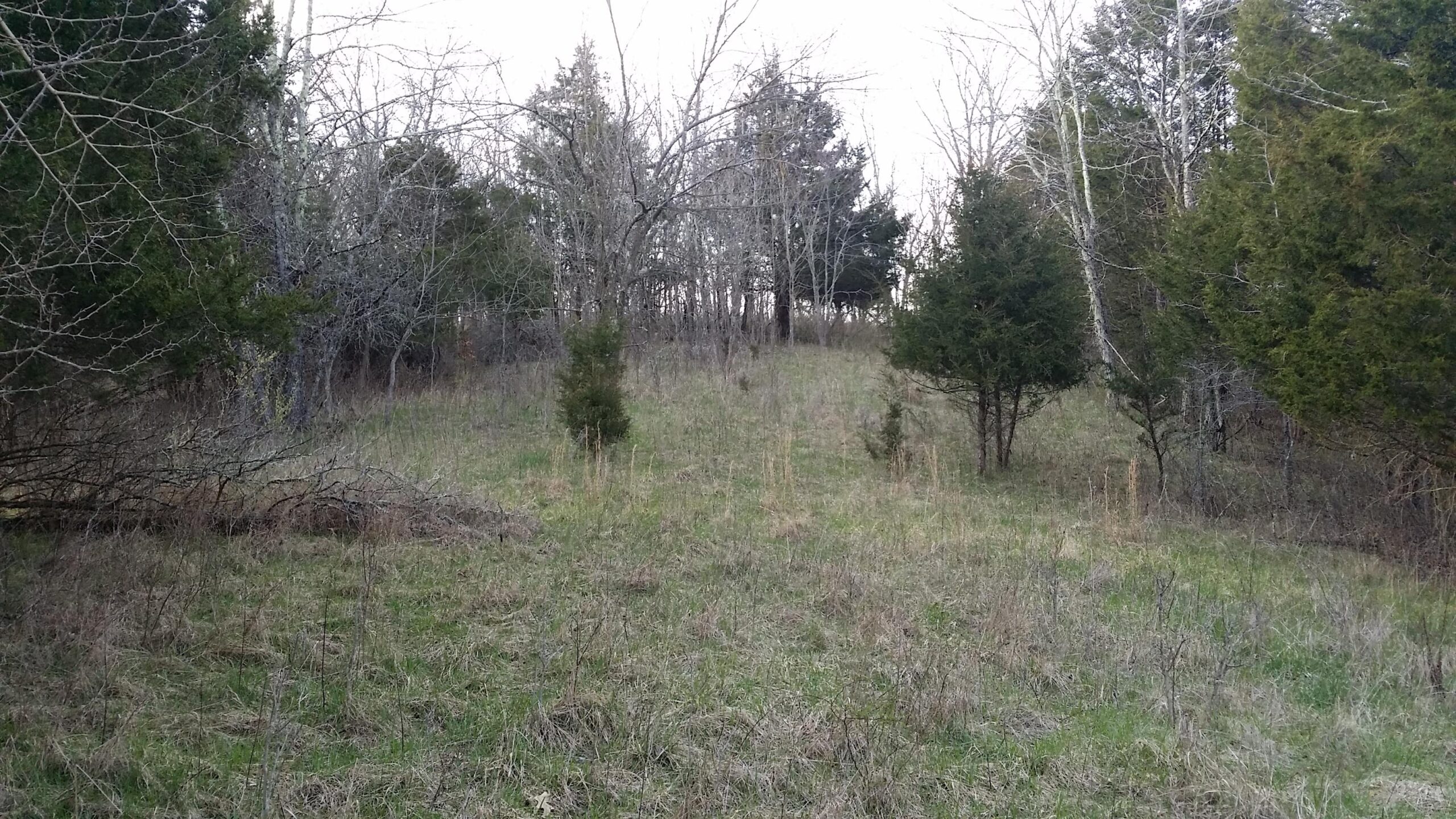 A grassy hillside surrounded by bare trees and evergreen shrubs, creating a natural, serene landscape. The scene is peaceful, with a mix of open and wooded areas, suggesting the transition from winter to spring. Skullbuster mountain bike trail.