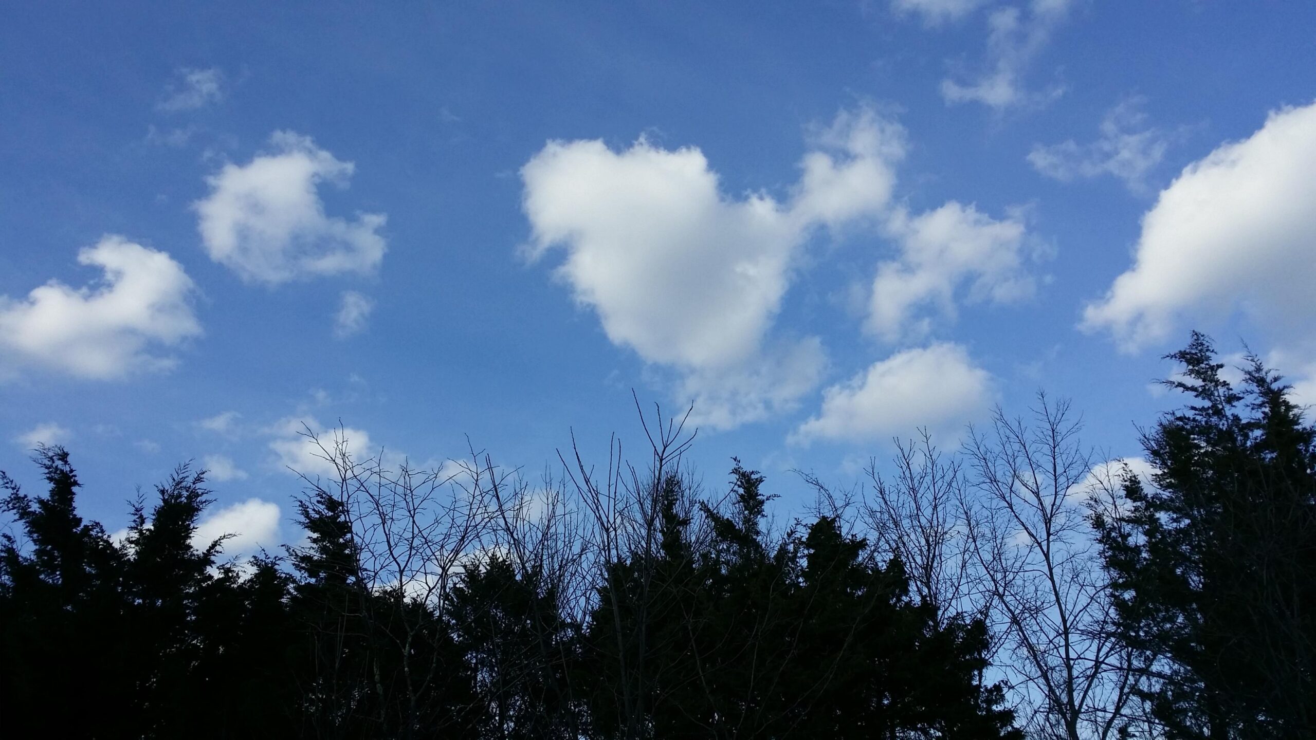 A clear blue sky with fluffy white clouds and silhouetted trees in the foreground. Skullbuster mountain bike trail.