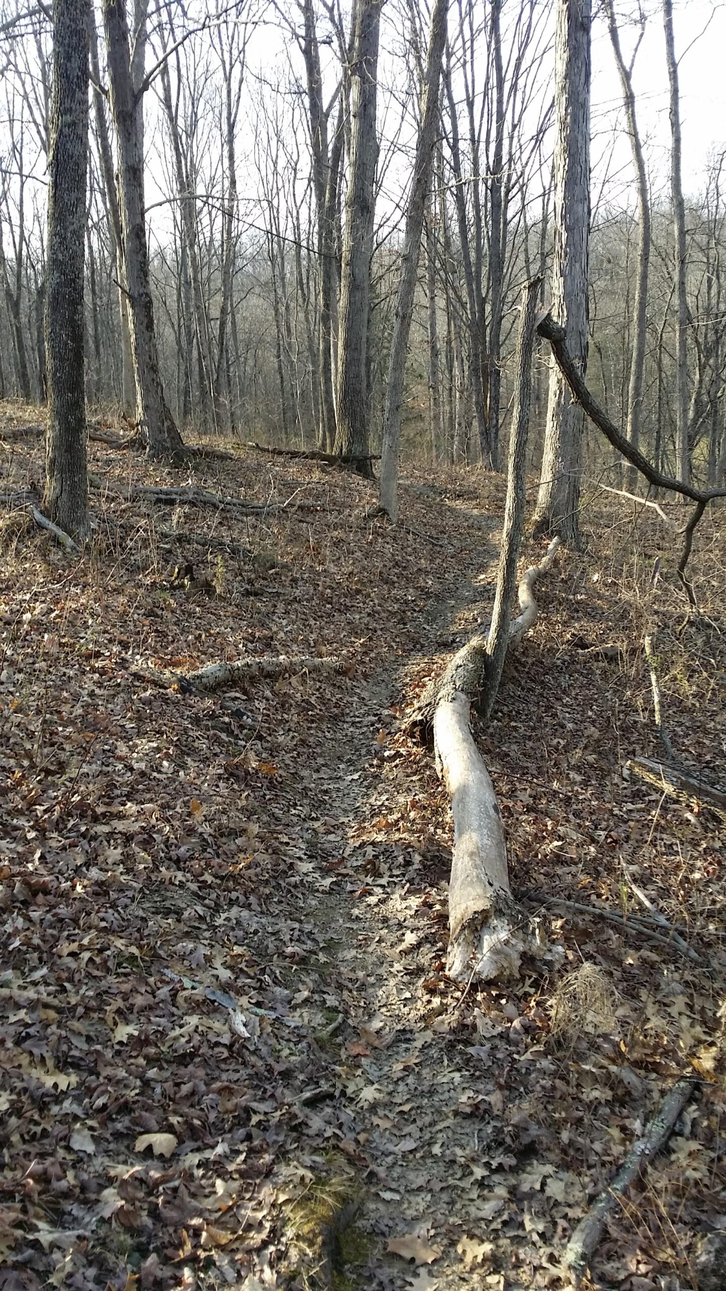 A narrow dirt trail winding through a wooded area with bare trees and fallen leaves covering the ground. A large fallen log lies across the path, suggesting a natural, rugged hiking environment. Skullbuster mountain bike trail.