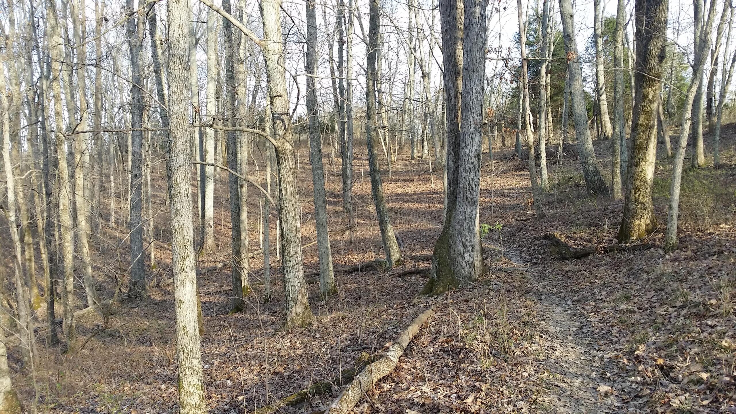 A sunlit forest scene featuring tall, bare trees with a carpet of fallen leaves on the ground. A narrow dirt path winds through the trees, leading into the tranquil woods on a clear day. Skullbuster mountain bike trail.