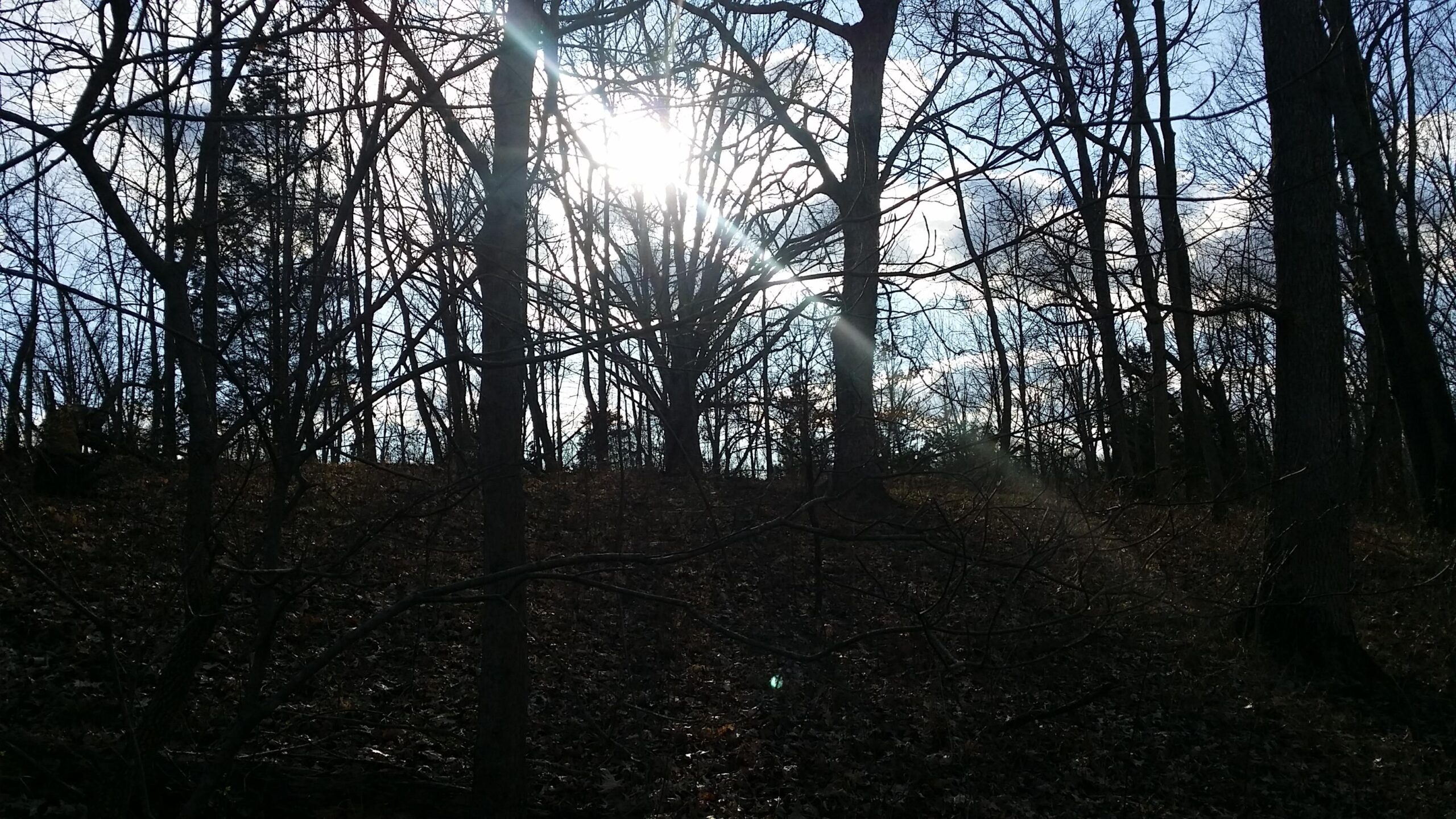 Sunlight filtering through bare trees in a wooded area during the day, with a leaf-covered ground and a clear blue sky dotted with clouds. Skullbuster mountain bike trail.