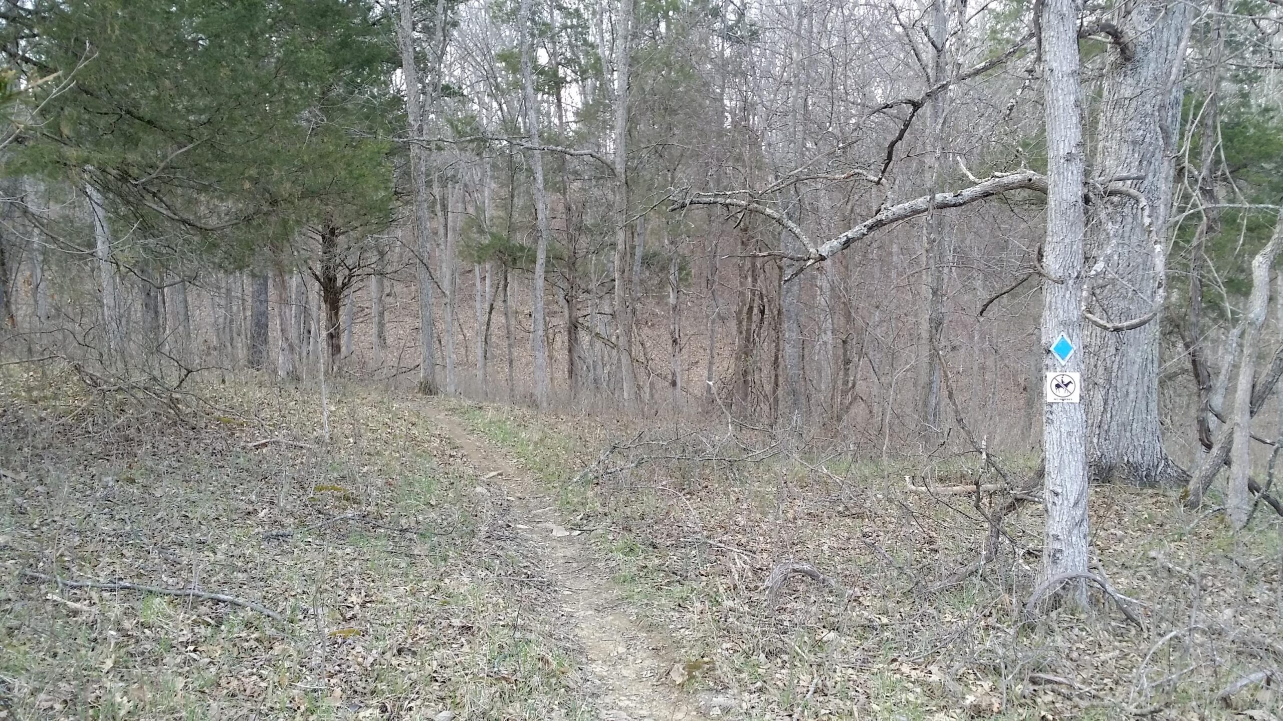 A narrow dirt path winding through a forested area with bare trees and sparse underbrush. A blue diamond trail marker is visible on a tree, along with a sign indicating a no pets policy. The scene is tranquil, showcasing the natural setting during a season with minimal foliage. Skullbuster mountain bike trail.