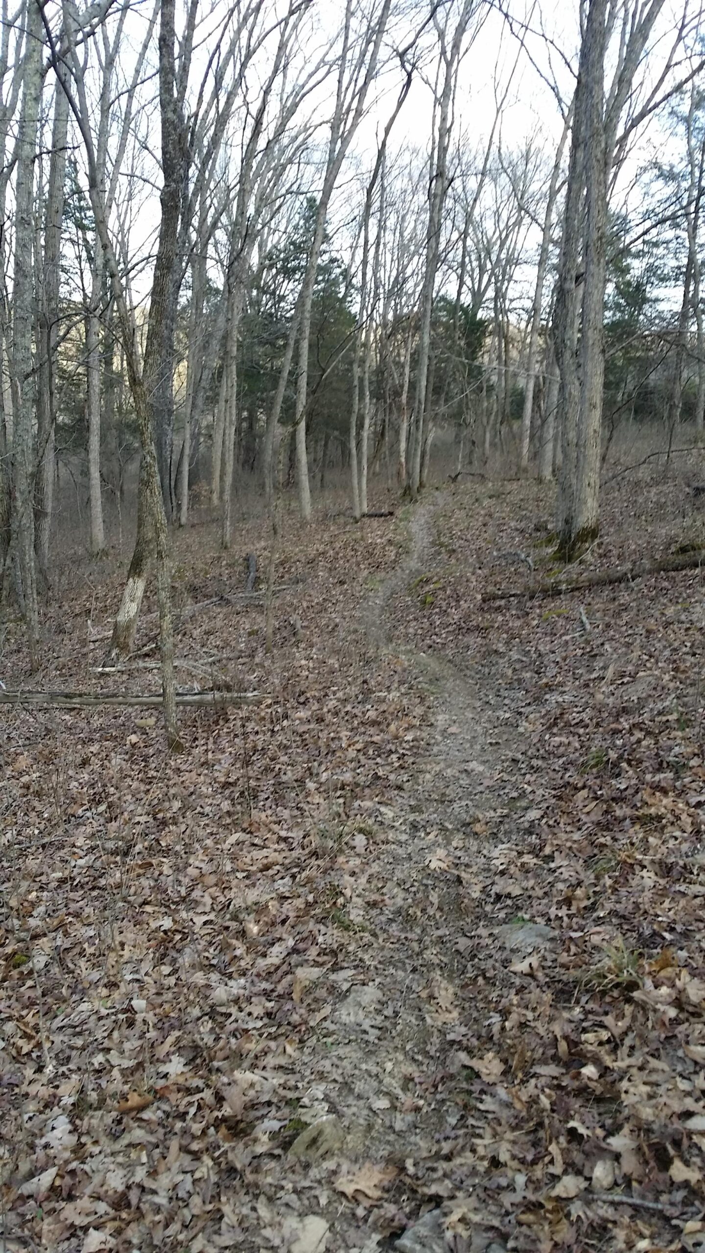 A winding dirt trail leads through a wooded area, surrounded by bare trees and scattered fallen leaves. The path is bordered by small rocks and rises gently in the distance, capturing the serene atmosphere of a peaceful forest landscape. Skullbuster mountain bike trail.