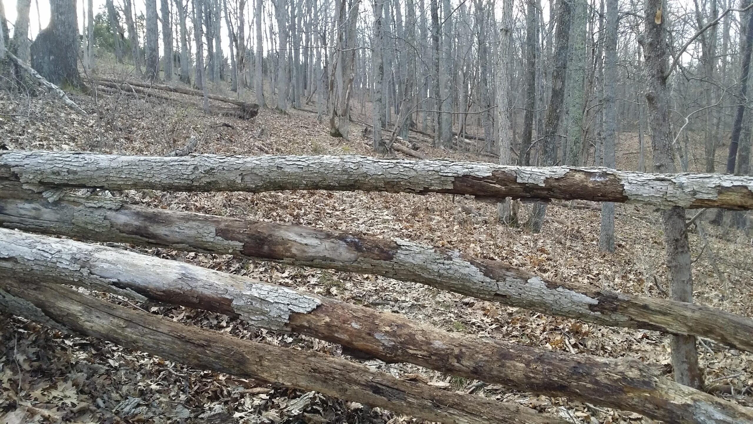 A rustic wooden fence made of weathered logs, with a forested background featuring bare trees and fallen leaves. The scene conveys a natural, slightly overcast atmosphere typical of late autumn. Skullbuster mountain bike trail.