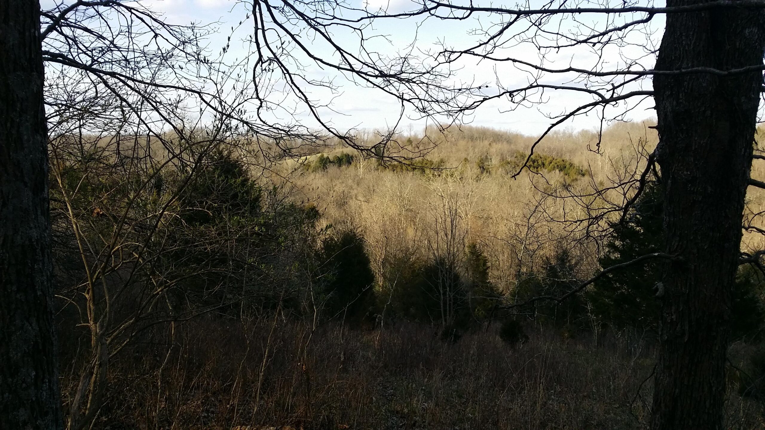A view of a forested landscape showing various trees, including bare branches and evergreen foliage, under a partially cloudy sky. The foreground features leafless branches framing the scene, while a distant rolling hillside is visible in the background, indicating a subdued winter atmosphere. Skullbuster mountain bike trail.