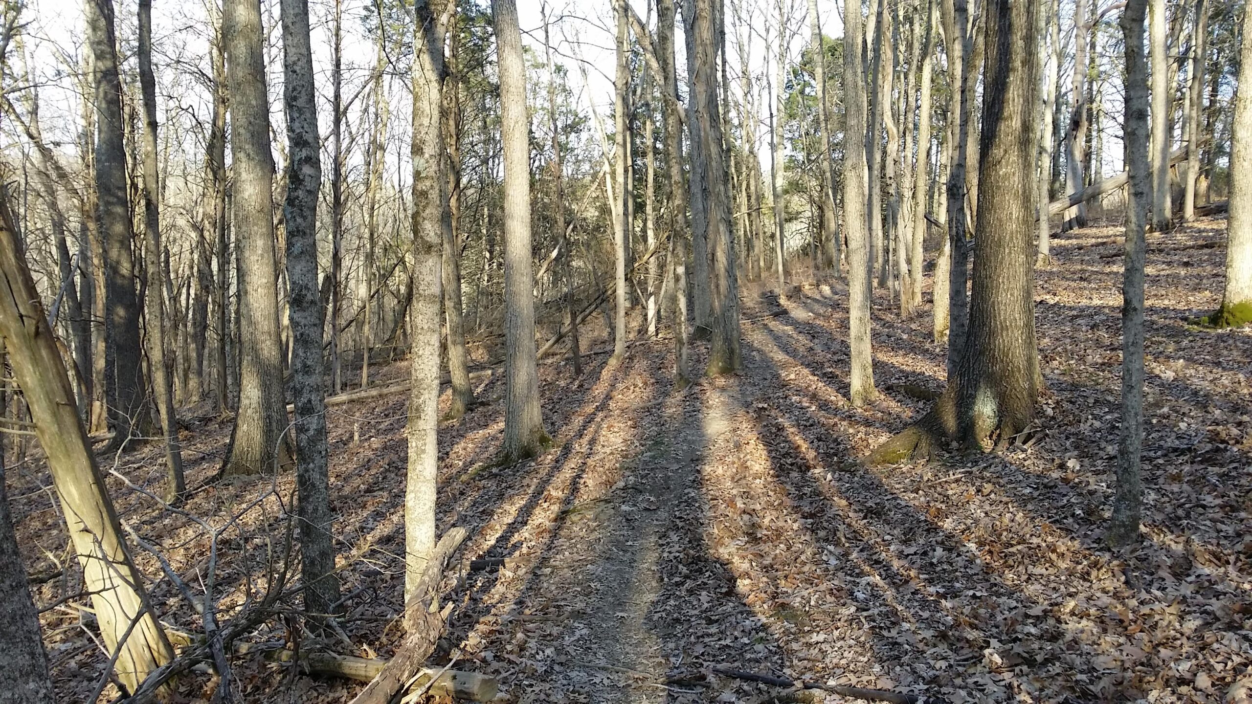 A scenic view of a wooded area in early spring, featuring tall trees with bare branches casting long shadows onto a leaf-covered ground. The path winds through the forest, surrounded by a mixture of deciduous trees and scattered fallen branches. Soft sunlight filters through the trees, creating a tranquil atmosphere. Skullbuster mountain bike trail.