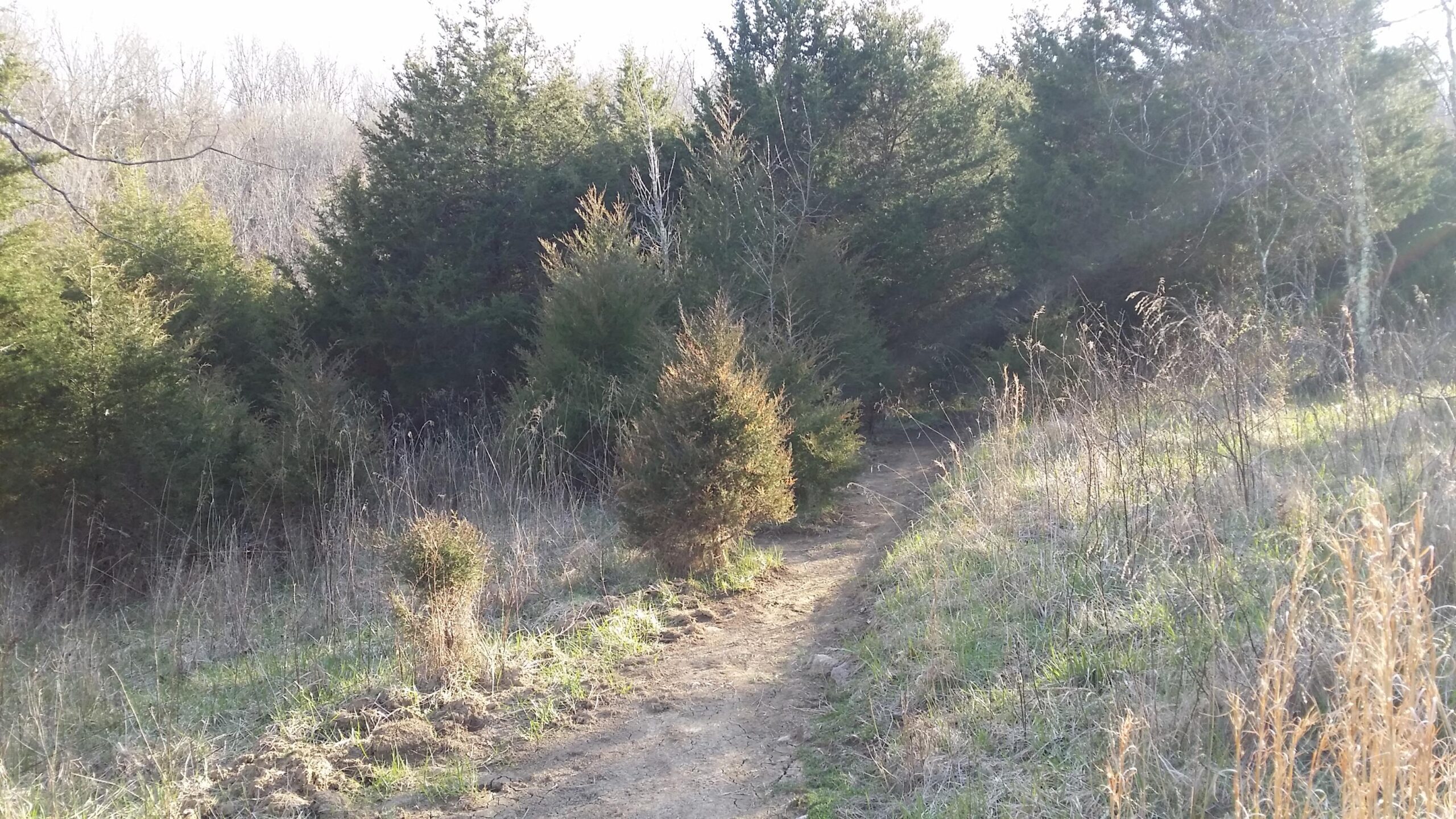 A winding dirt path leads through a forested area, flanked by clusters of green cedar trees. The scene captures the tranquility of nature, with patches of dry grass and shrubs lining the trail, illuminated by soft sunlight filtering through the trees. Skullbuster mountain bike trail.