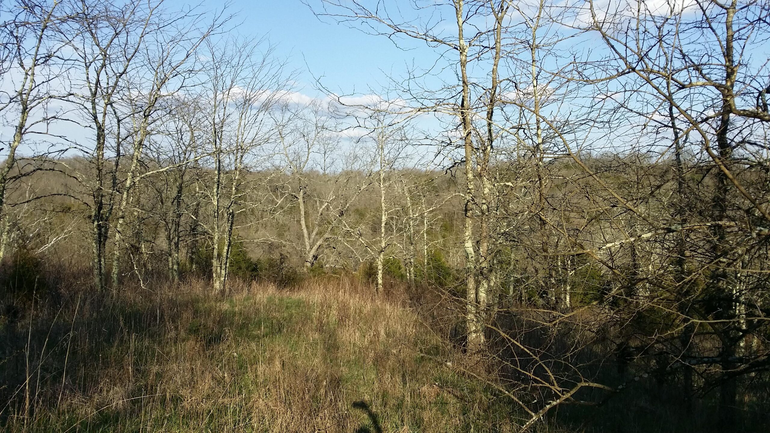 A view of a wooded landscape featuring bare trees in early spring, with a grassy area in the foreground and rolling hills in the background under a blue sky. Skullbuster mountain bike trail.