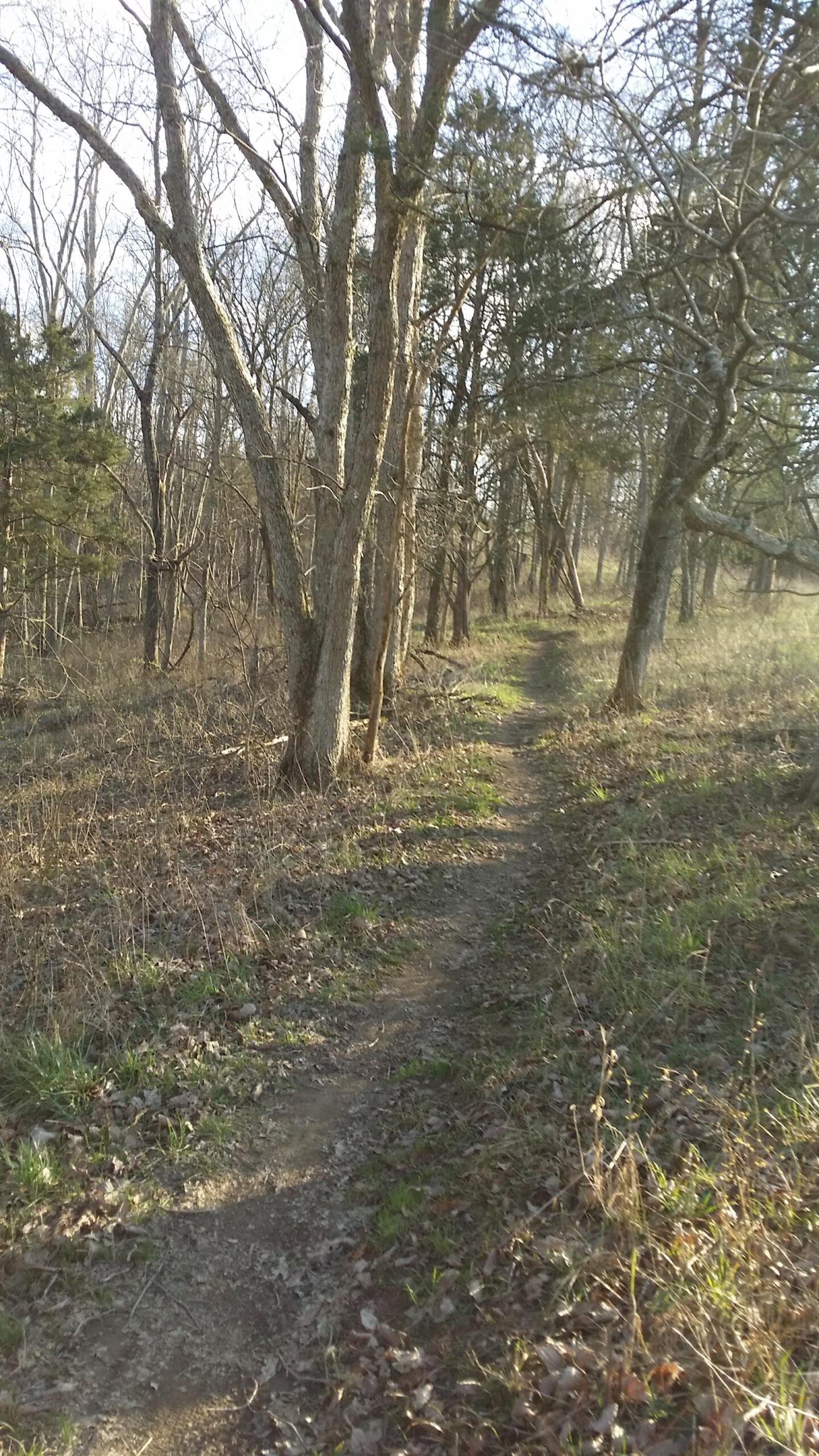 A winding dirt path through a wooded area, surrounded by trees with bare branches and patches of grass and dried leaves. The scene is illuminated by soft daylight, creating a tranquil and scenic atmosphere. Skullbuster mountain bike trail.