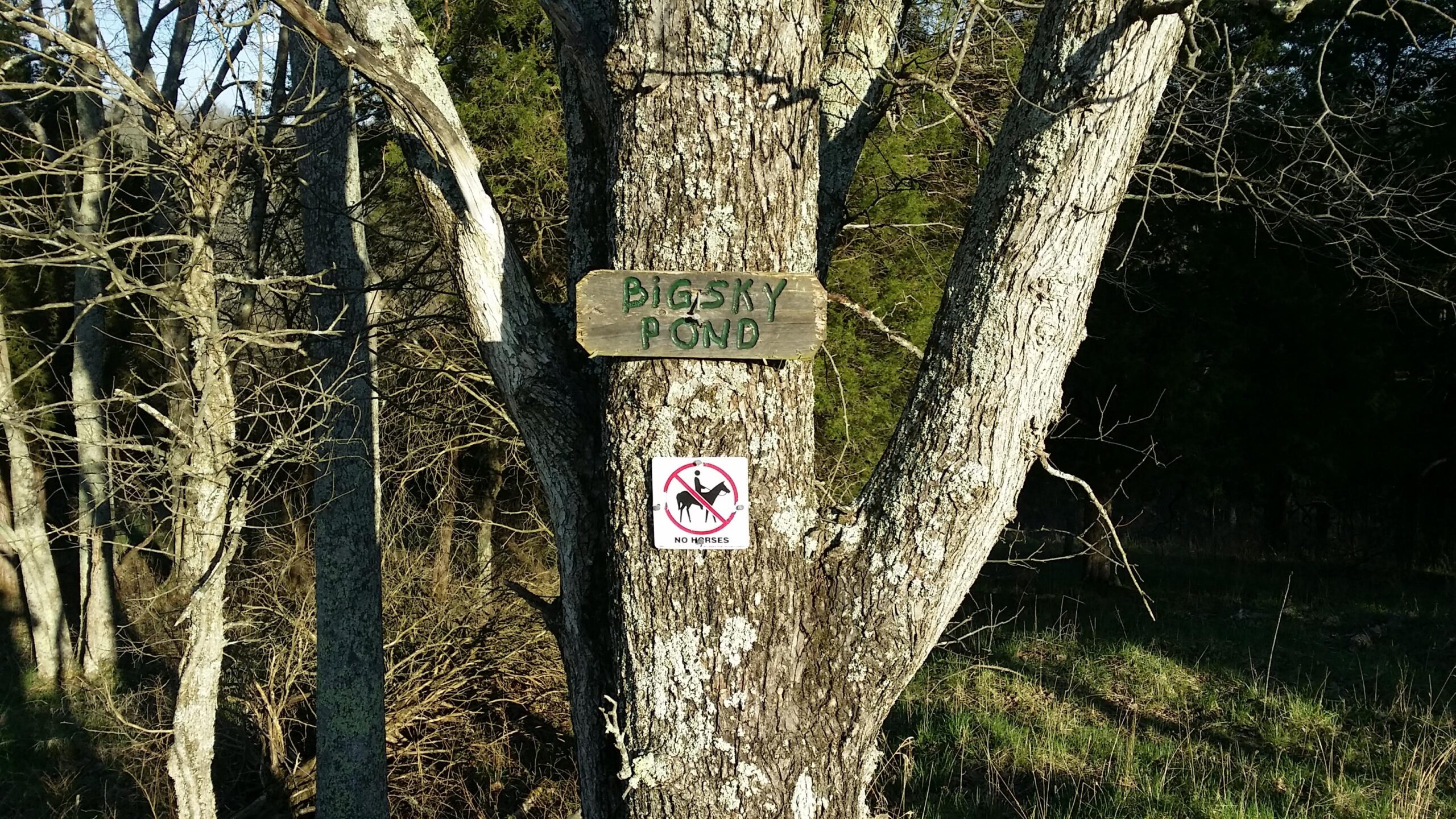Sign on a tree labeled "Big Sky Pond" with another sign below it that reads "No Horses," set in a wooded area. The tree trunk shows textured bark and surrounding greenery. Skullbuster mountain bike trail.